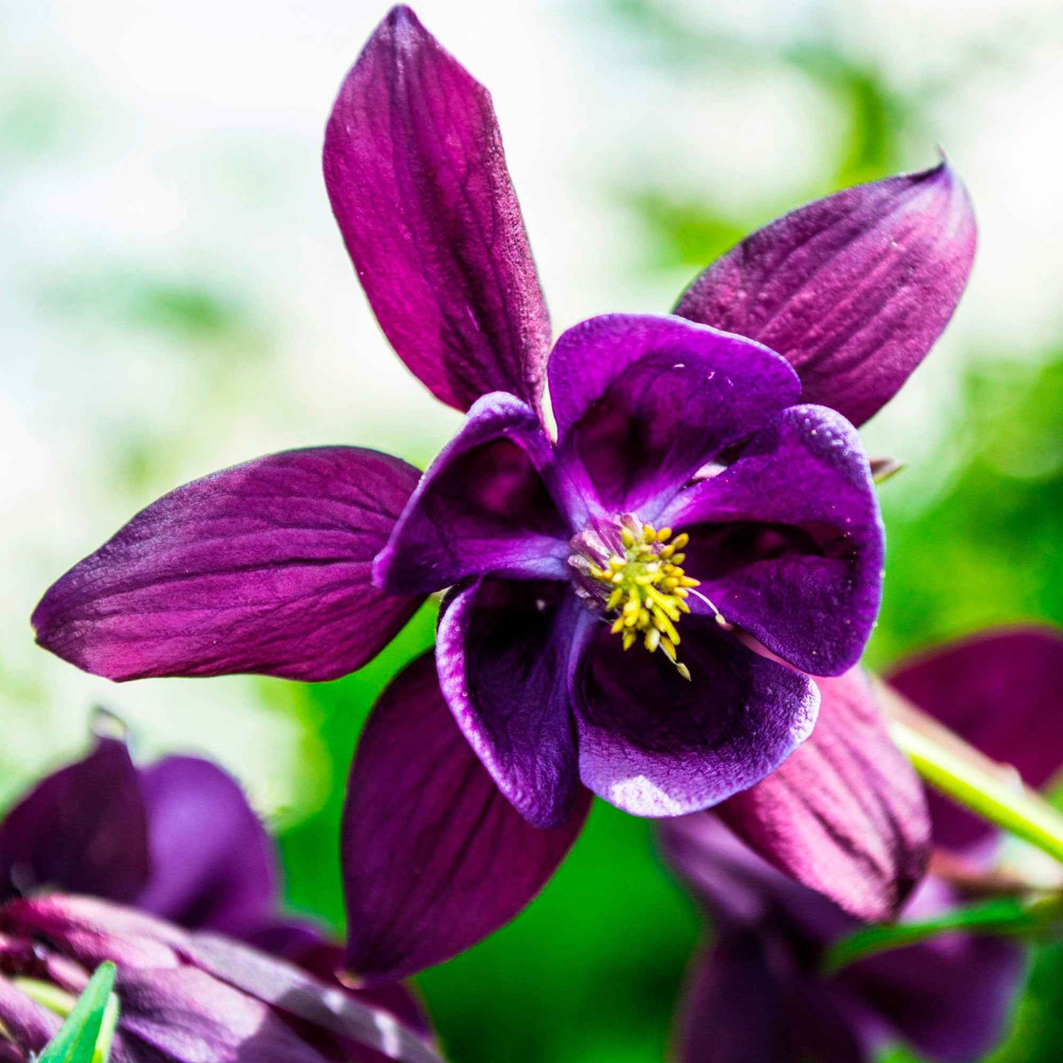 Akelei (x3) - Aquilegia vulgaris Granny's Bonnets - Willemse