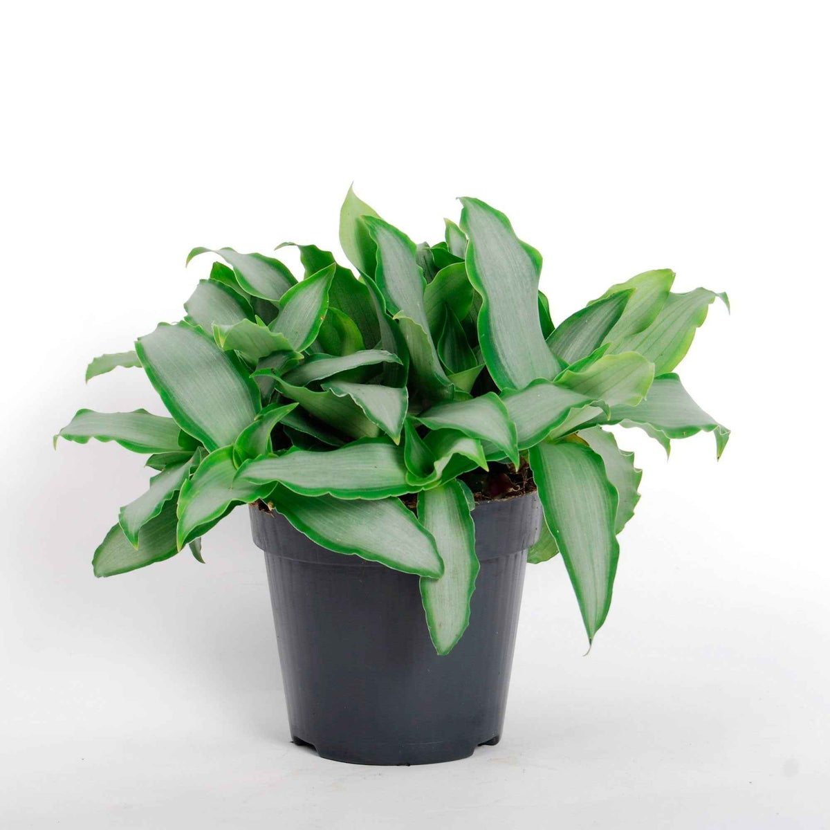 Murdannia loriformis Bright Star - Murdannia Loriformis 'Bright Star' - Grüne Zimmerpflanzen