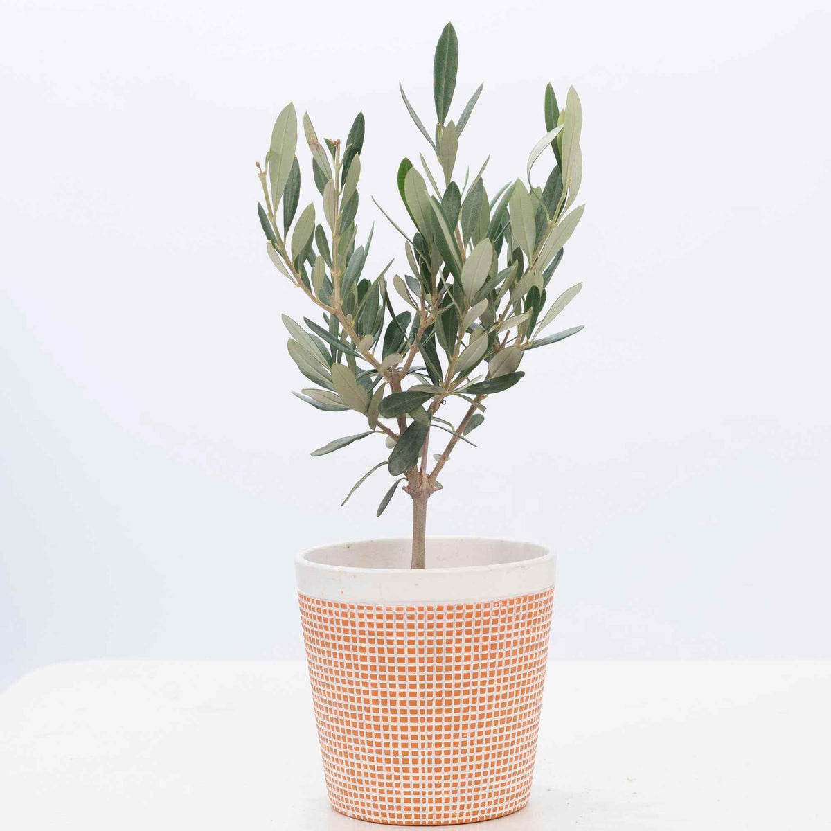 Olive - Olea europaea - Willemse