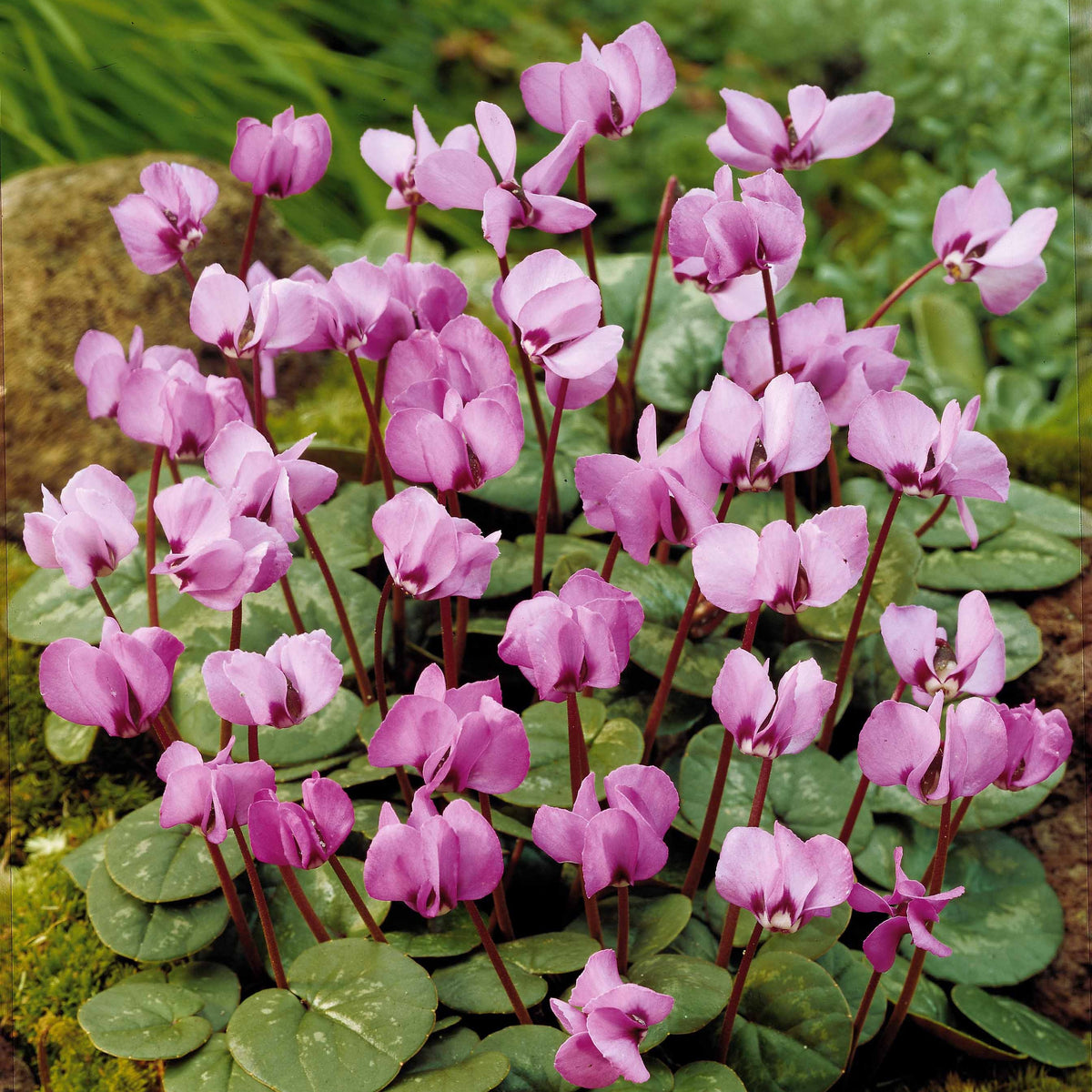 Alpenveilchen 'Coum' (x3) - Cyclamen coum