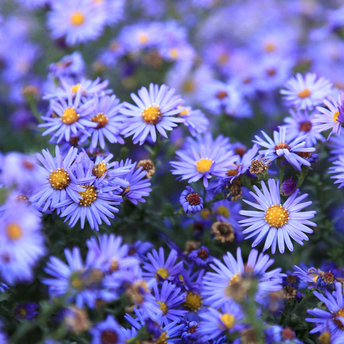 Kissen-Aster 'Lady in Blue' - Willemse
