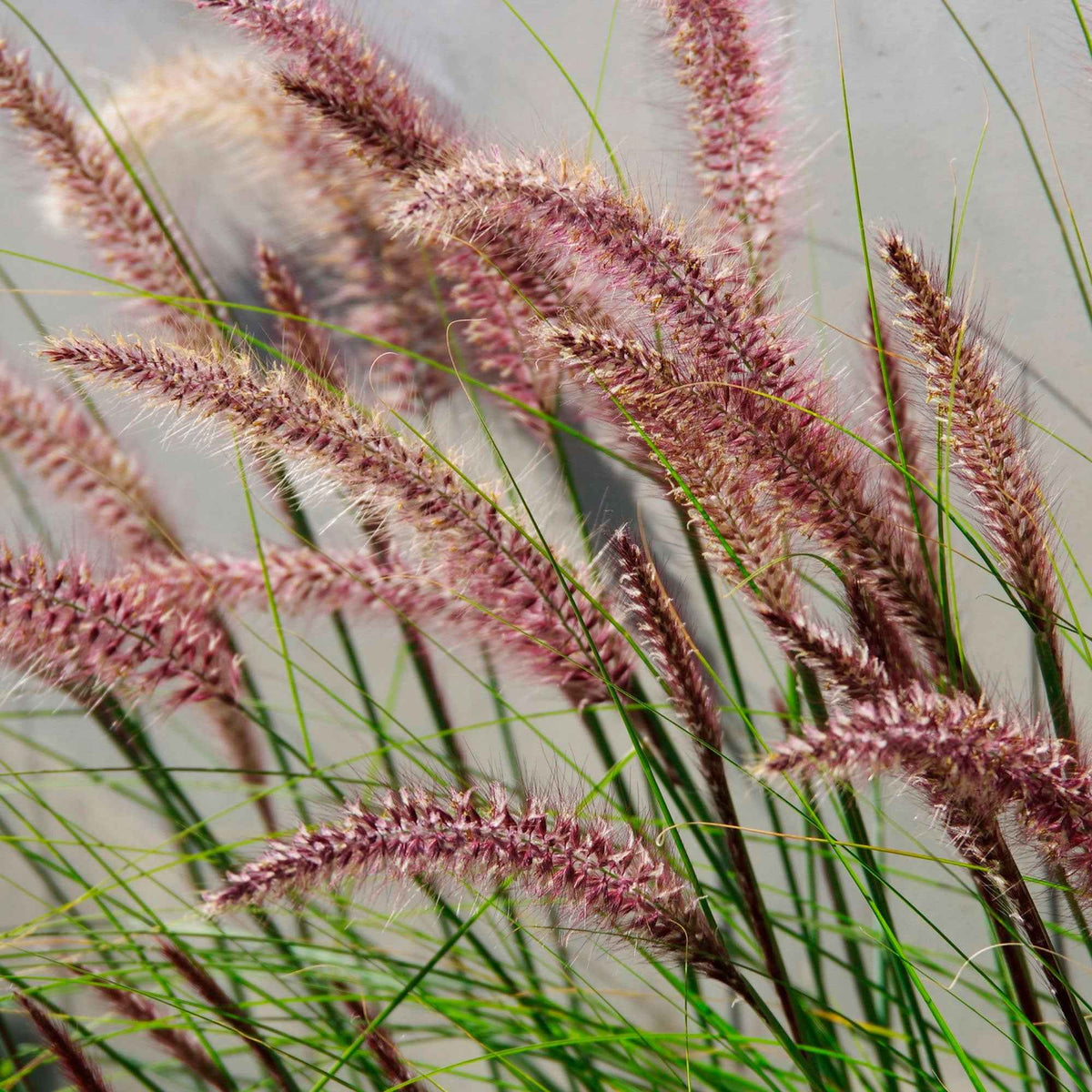 Lampenputzergras ‘Red Head’ - Pennisetum alopecuroides red head - Willemse