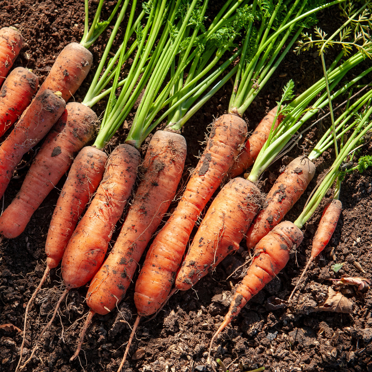 Halblange Karotte De Carentan - Willemse