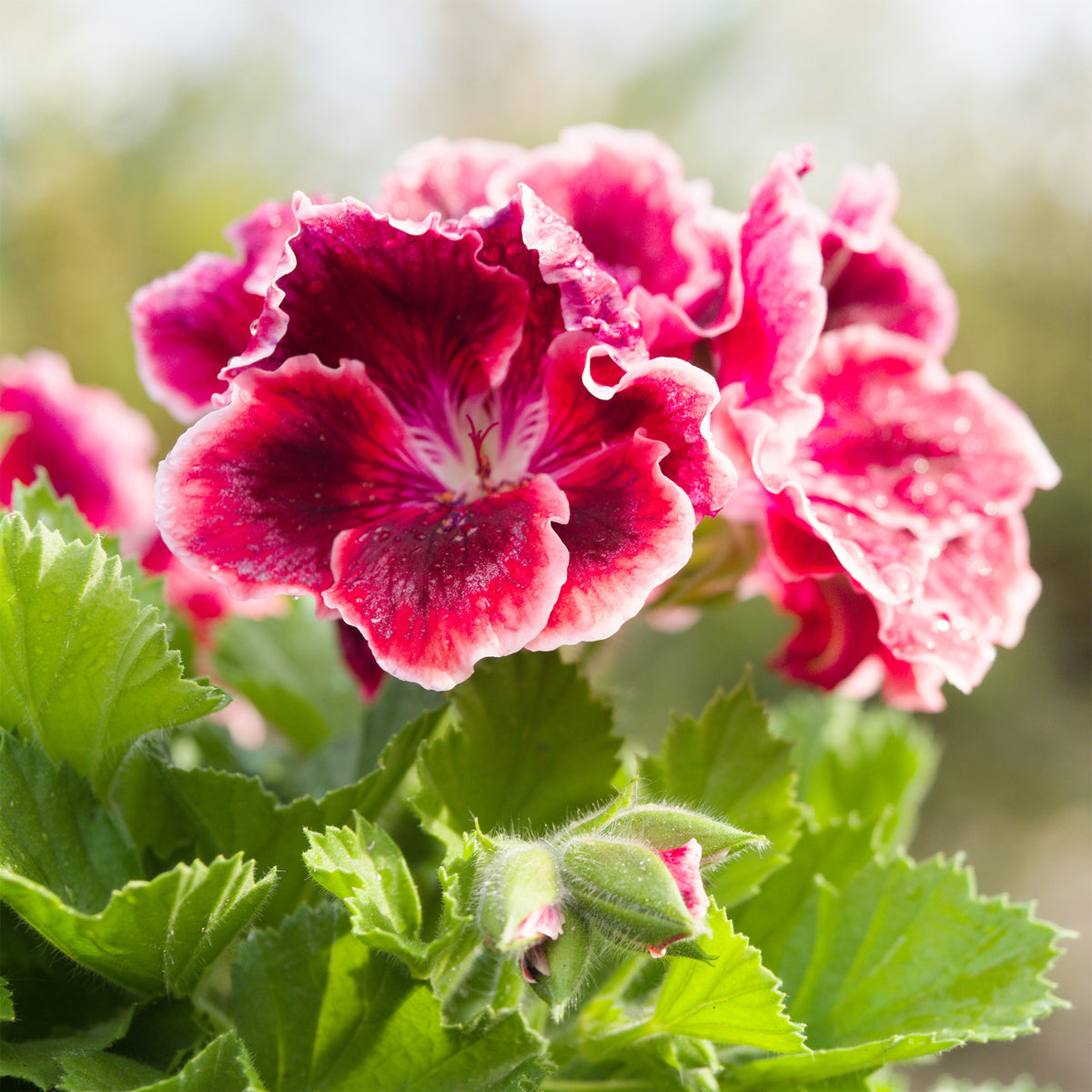 Pelargonium pansy - Duftgeranie Pansy (x3) - Geranien - Pelargonien