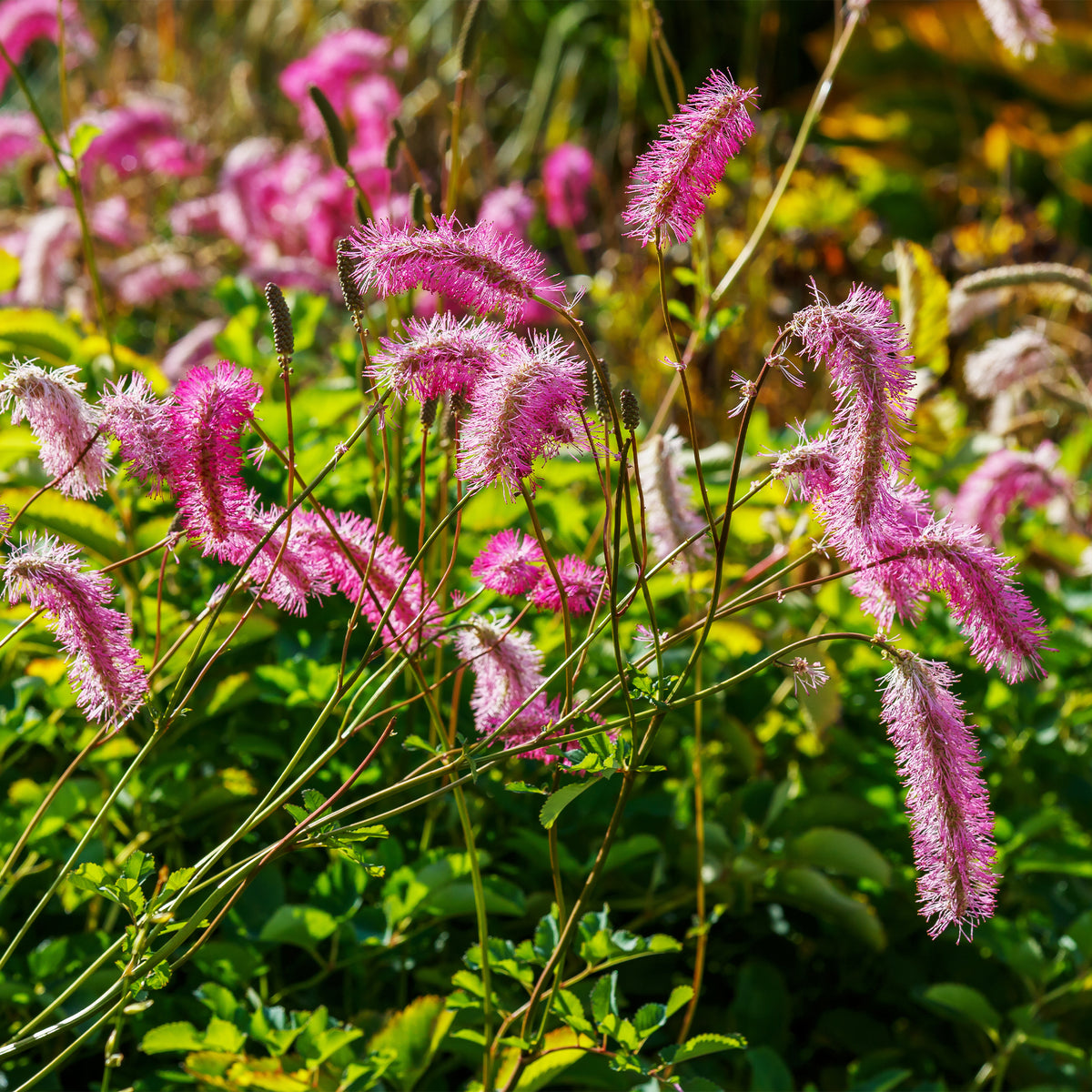 Sanguisorba obtusa, Veronicastrum virginicum Cupid - Mischung aus Wiesenknopf und Kandelaberehrenpreis - Wiesenknopf