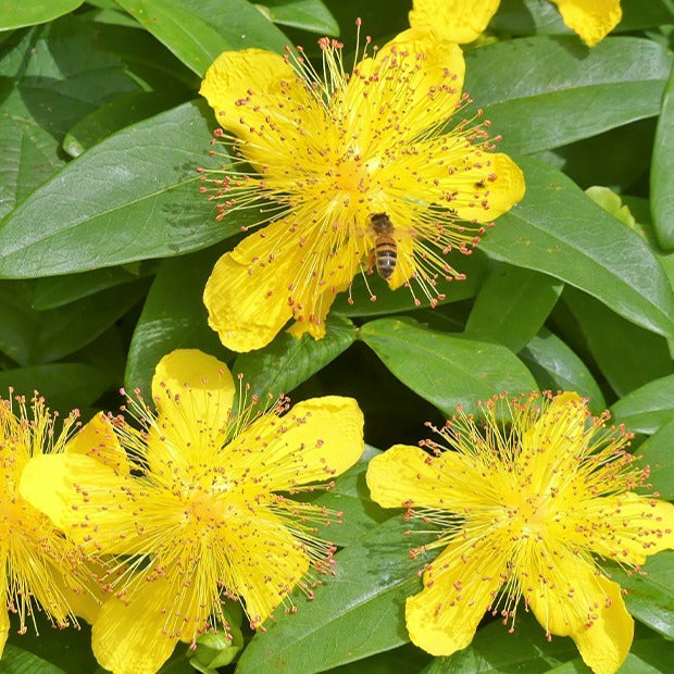 Johanniskraut (x5) - Hypericum calycinum