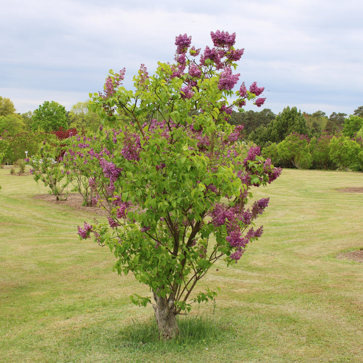Doppelter roter Flieder - Syringa vulgaris Charles Joly - Willemse