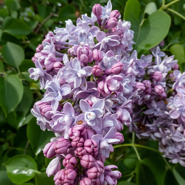 Syringa vulgaris - Gefüllte Fliederkollektion: blau, rot, lila, weiß. (x4) - Blühende Sträucher