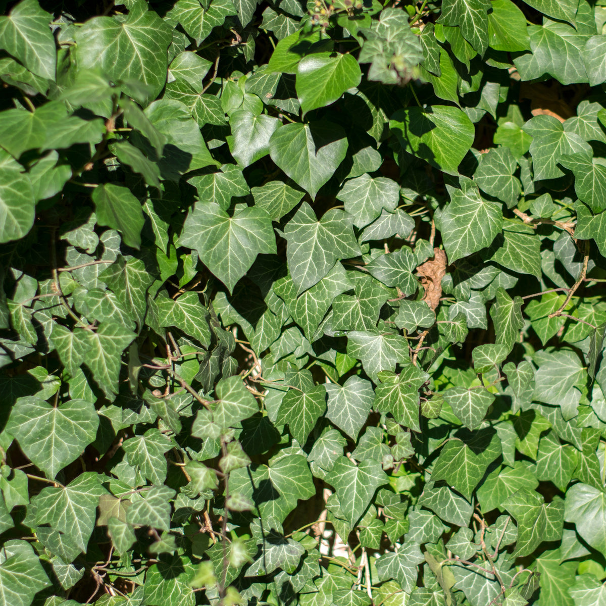 Hedera hibernica - Großblättriger Irischer Efeu (x3) - Kletter-Efeu - Hedera