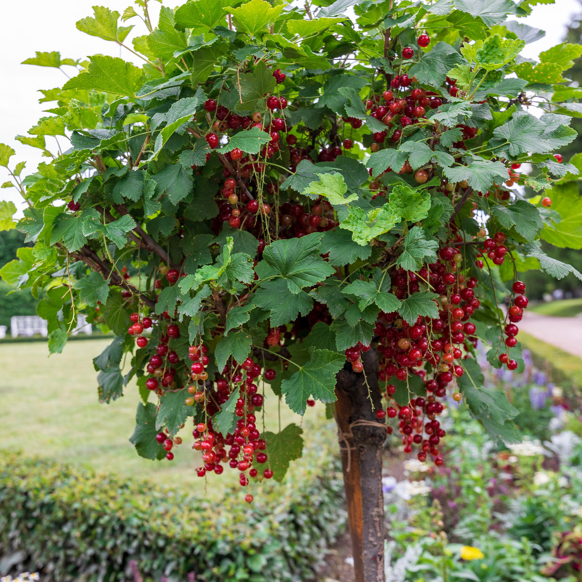 Rote Johannisbeere auf Stamm - Ribes rubrum Jonkheer van Tets - Willemse