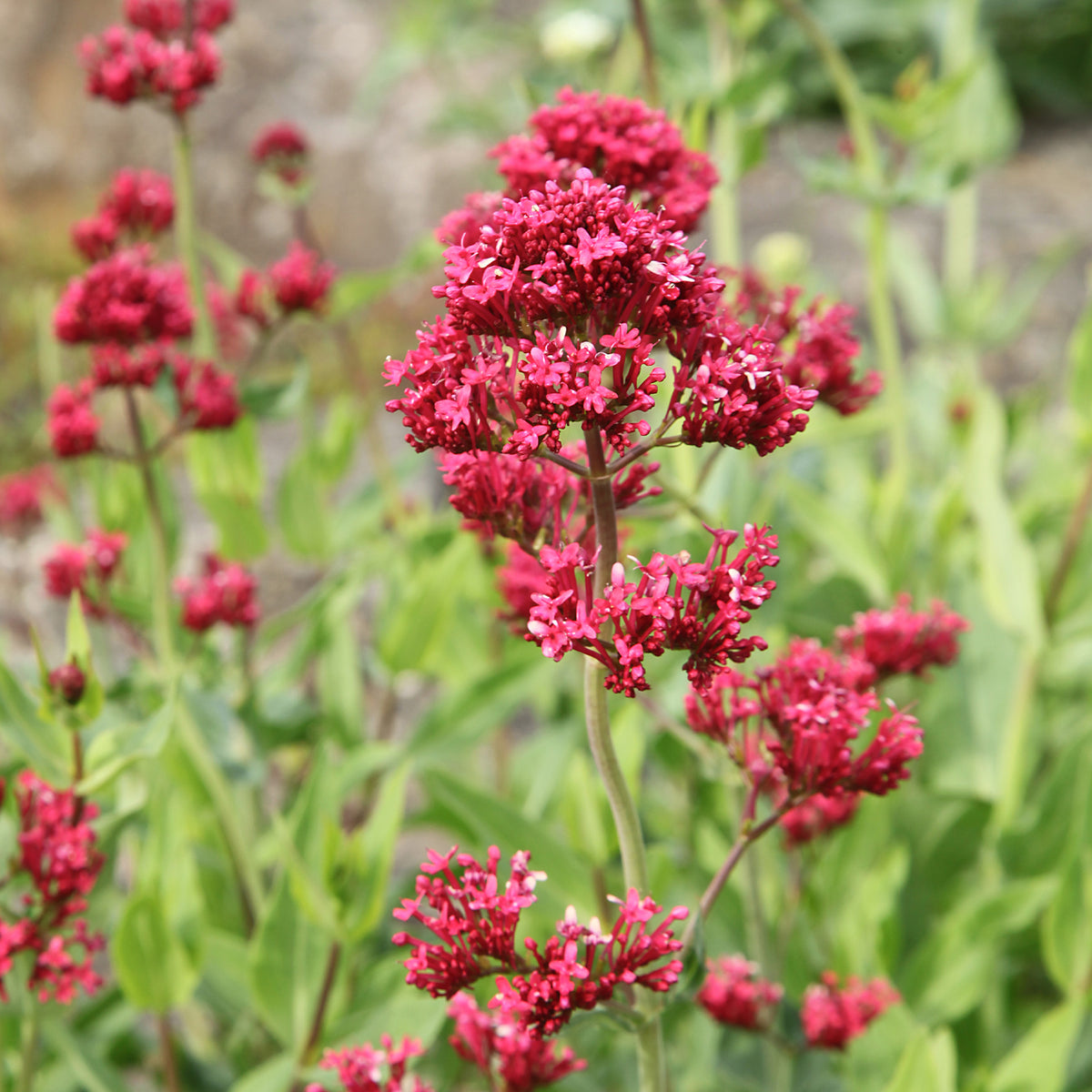 Centranthus ruber coccineus - Rote Spornblume - Stauden