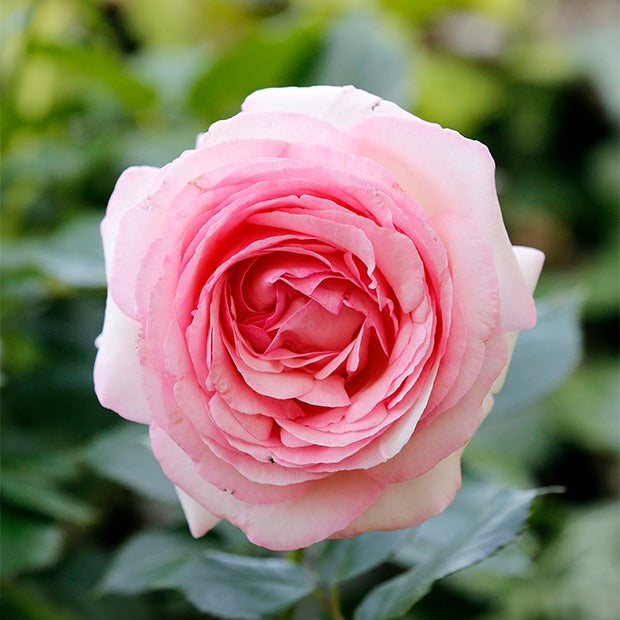 Duftrosen - Englische Rosen (Her's Ausgreen ®, Ausgreen's Winner ®) (x2) - Rosa 'her's ausgreen' ® (ausblush), 'ausgreen's wi
