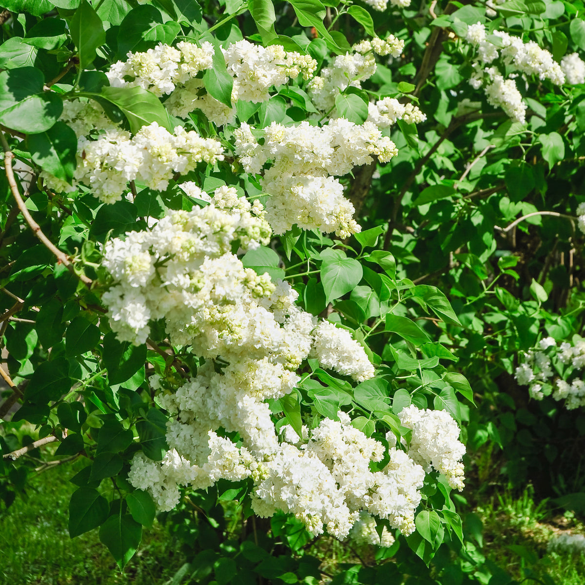 Doppelter weißer Flieder - Syringa vulgaris Madame Lemoine - Willemse