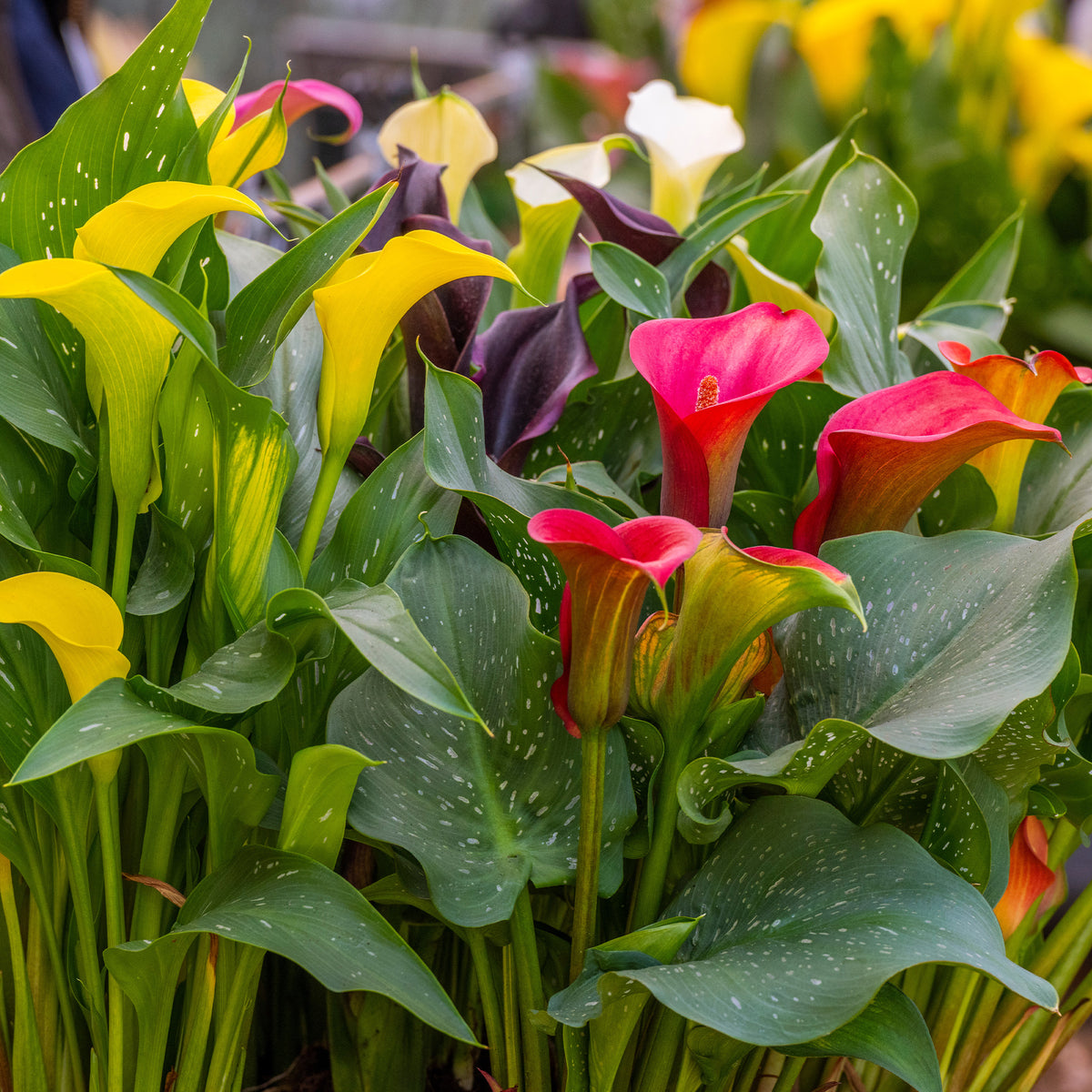 Zantedeschia - Calla Mischung (rosa + gelb + purpur) (x3) - Aronstab-Zwiebeln