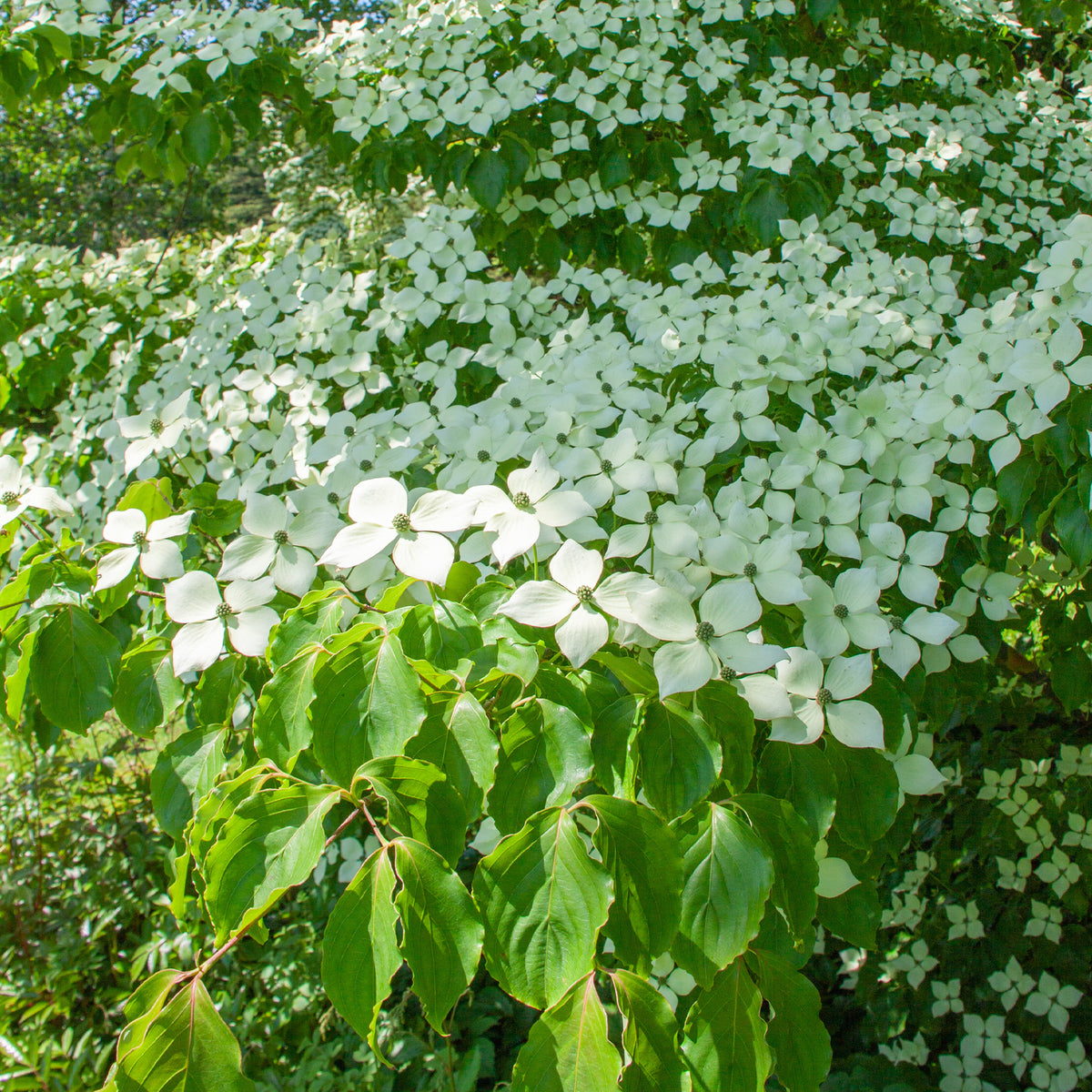 Verkauf Japanischer Hartriegel - Cornus kousa