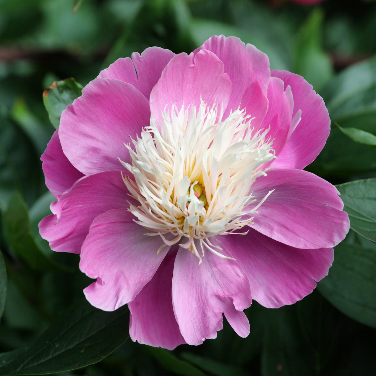 Pfingstrose Bowl of Beauty - Paeonia lactiflora bowl of beauty - Willemse