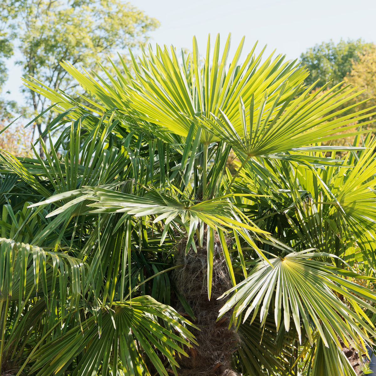 Chinesische Hanfpalme - Trachycarpus fortunei