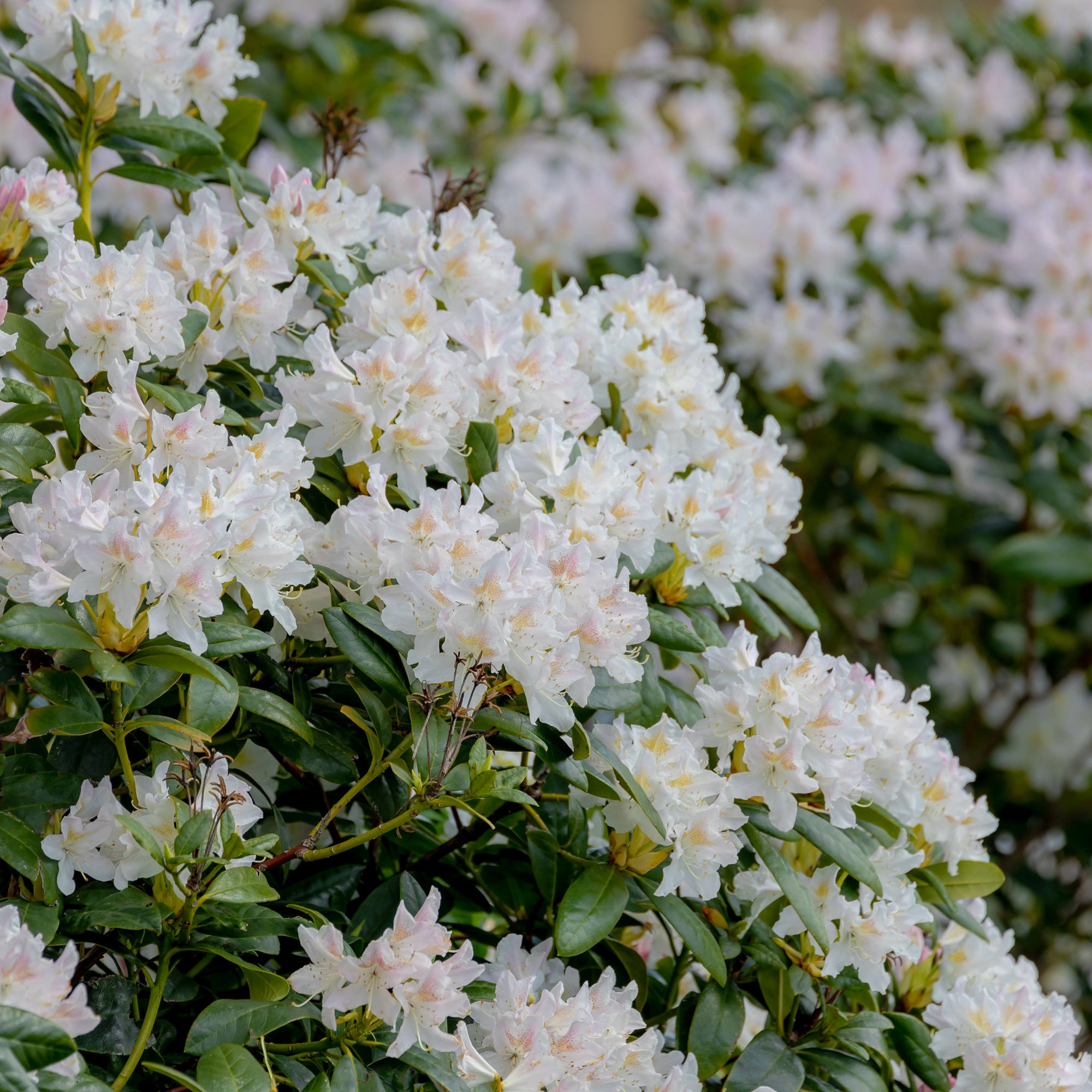 Alpenrose Cunningham's White für weiße Blüten