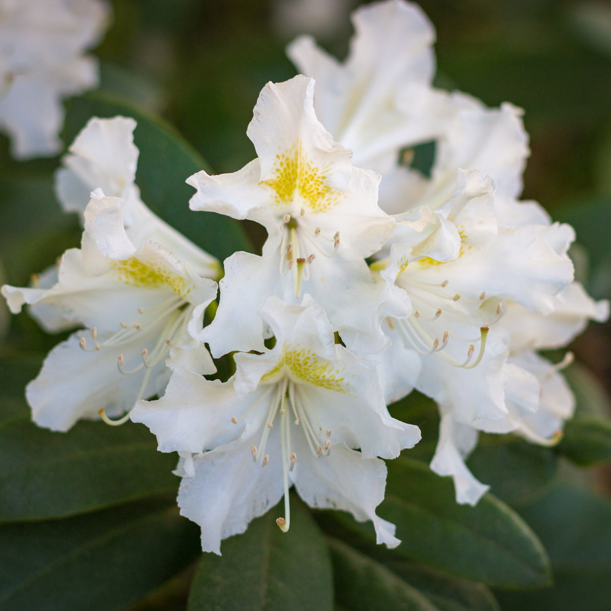 Verkauf Alpenrose Cunningham's White - Rhododendron Cunningham's White