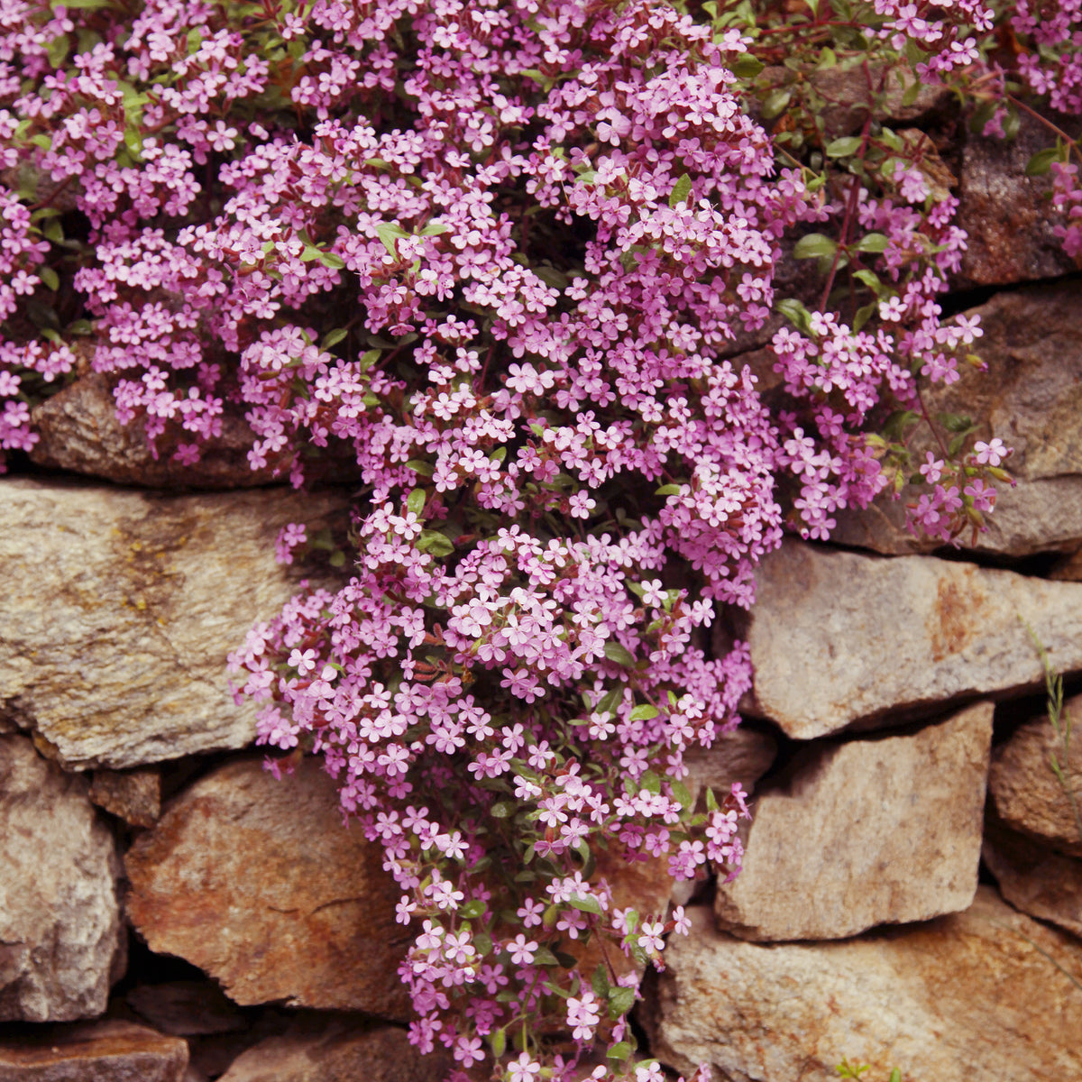 Bodendecker - Sammlung von kriechenden und bodenbedeckenden Stauden (x13) - Saponaria ocymoïdes, Cerastium tomentosum, Campanula poscharskyana