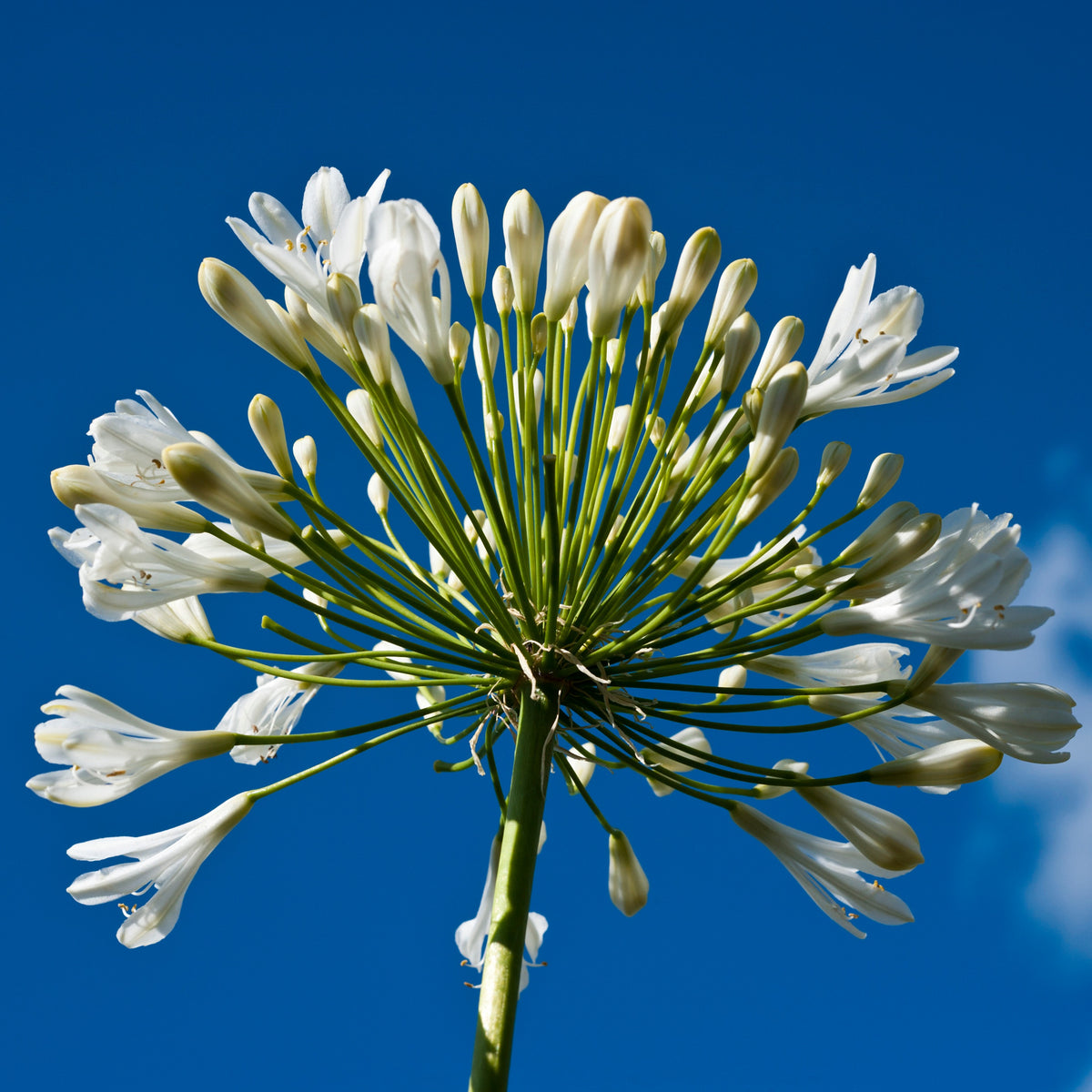 Kollektion weißblühender Stauden (x9) - Agapanthus, cerastium tomentosum, gaura lindheimeri, geranium pratens - Willemse