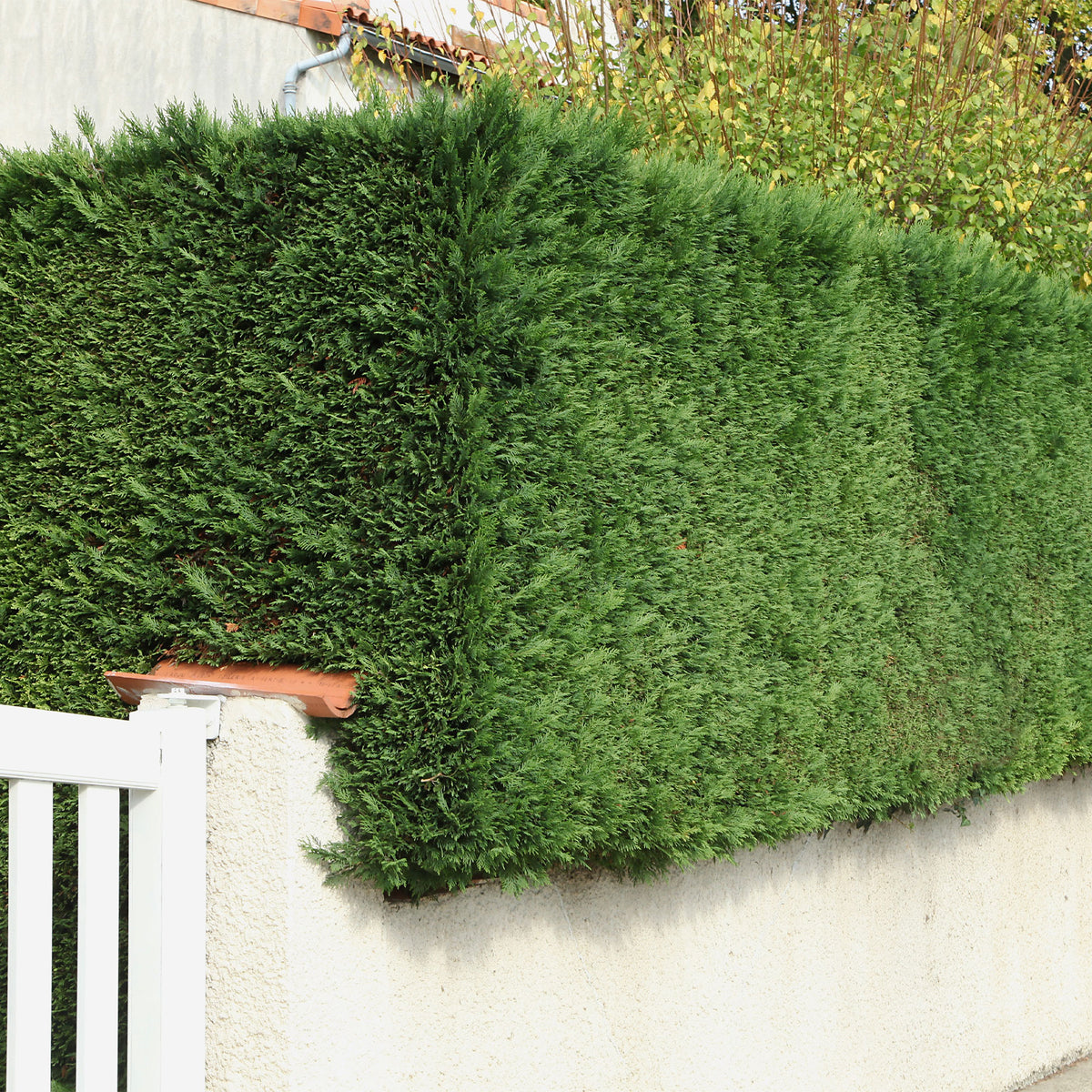 Leyland-Zypresse - Willemse