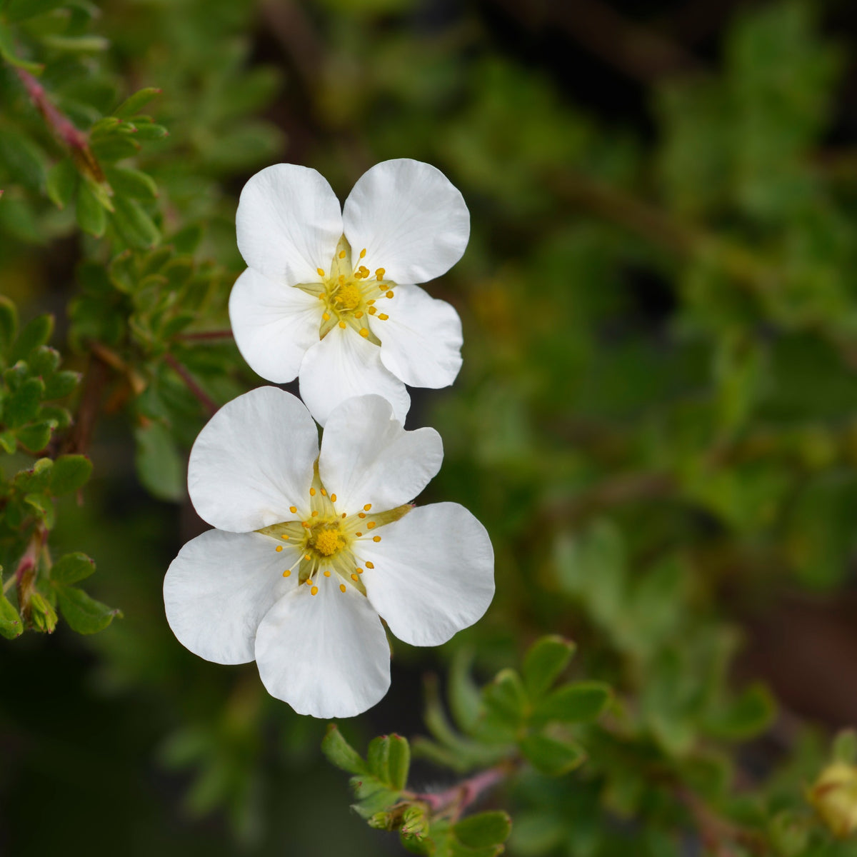 Blühende Sträucher - Fingerstrauch Abbotswood - Potentilla fruticosa Abbotswood