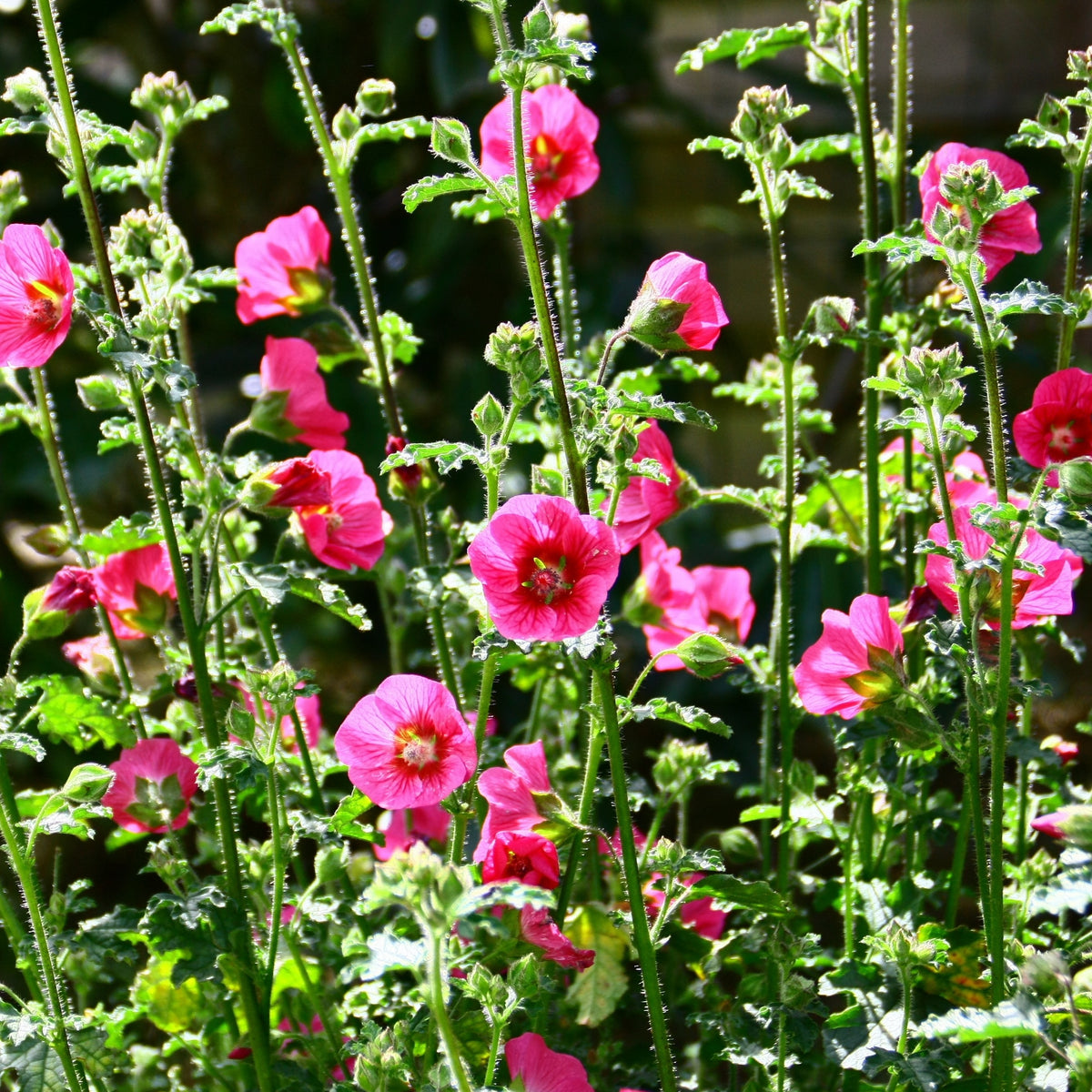 Kapmalve El Rayo - Willemse