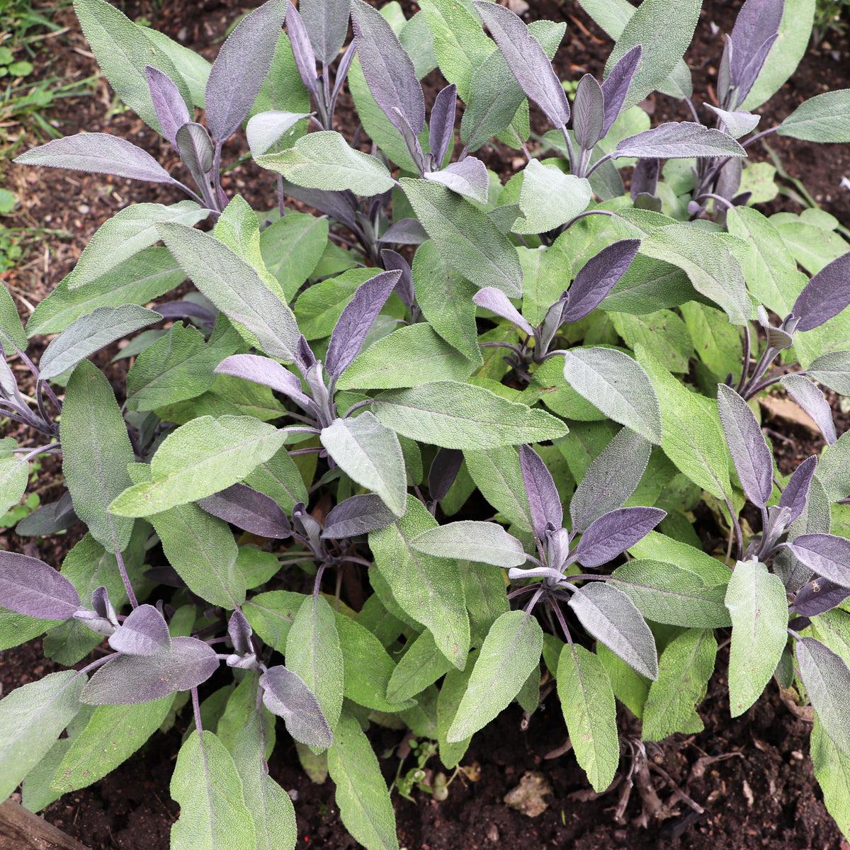 Salvia officinalis purpurascens - Purpursalbei - Salbei