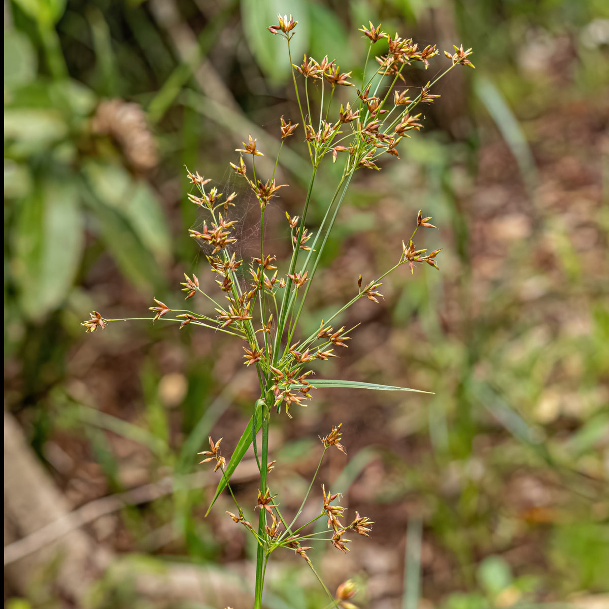 Gräser - Wohlriechende Erdmandel - Cyperus longus