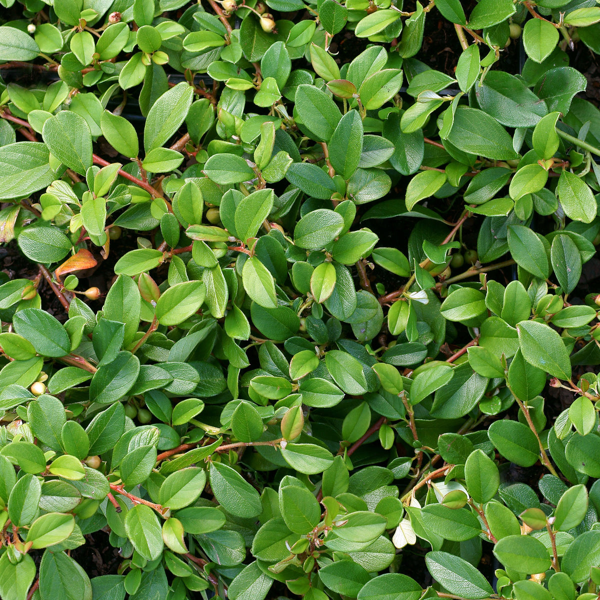 Verkauf Teppich-Zwergmispel 'Major'