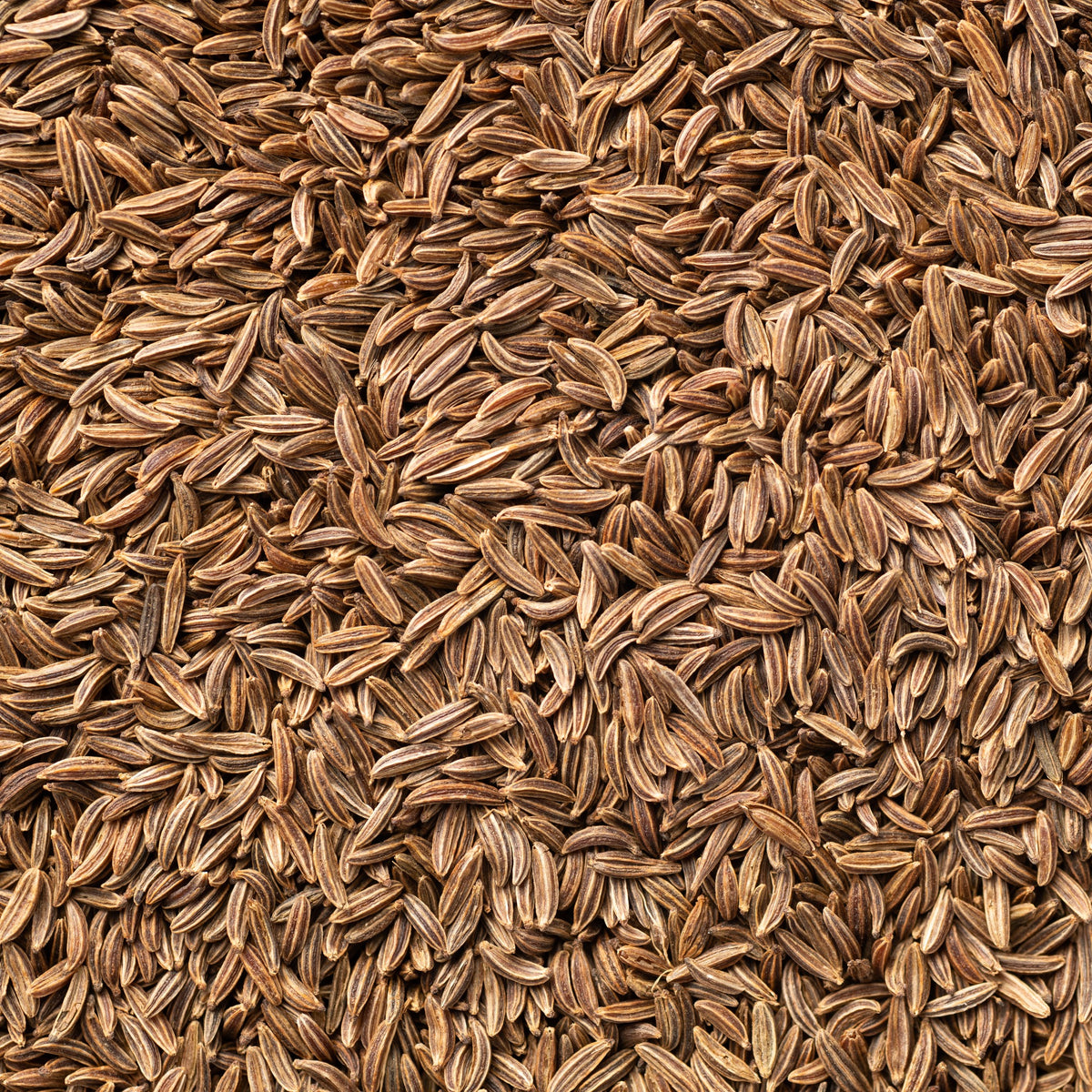 Kümmel - Cumin - Willemse