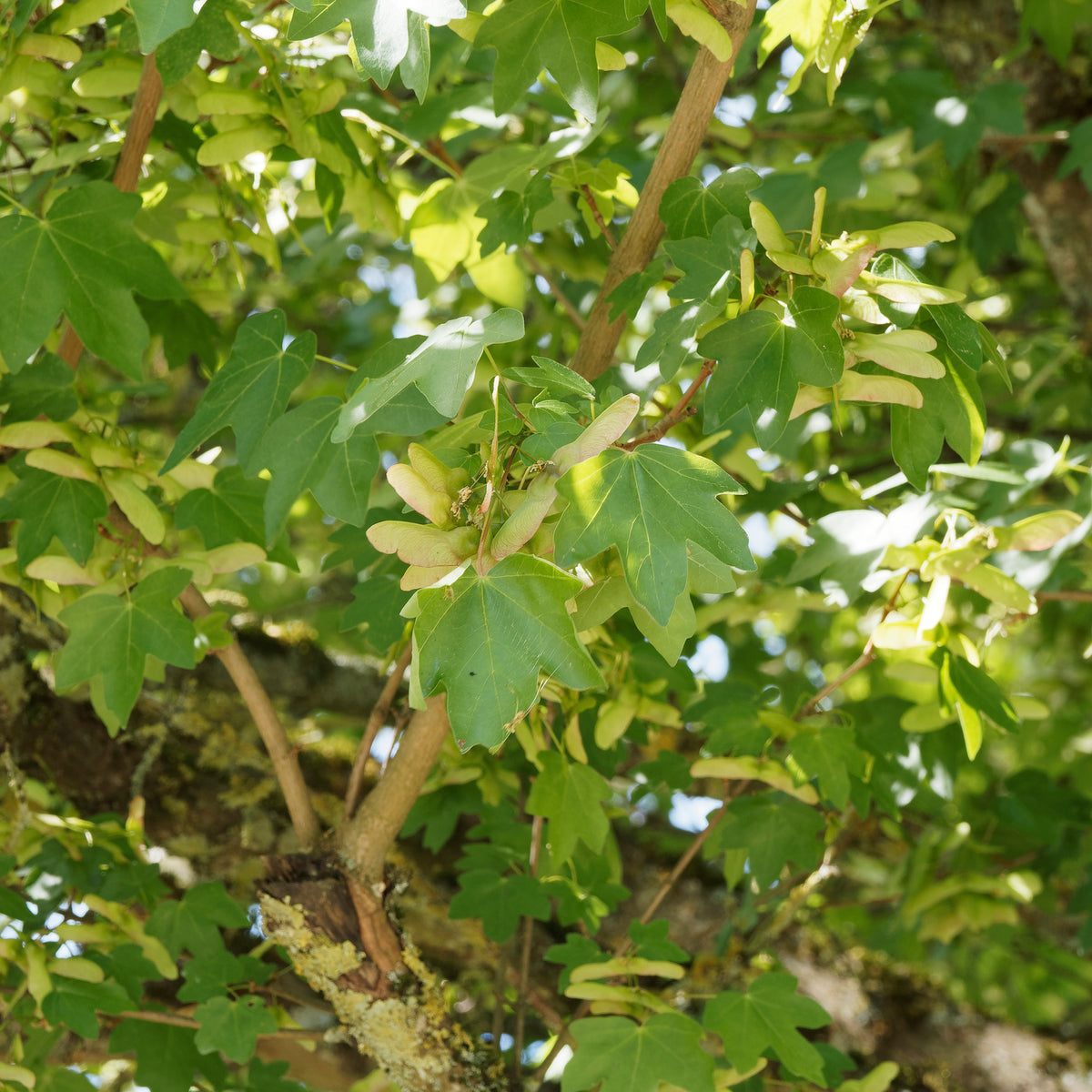 Feldahorn - Willemse