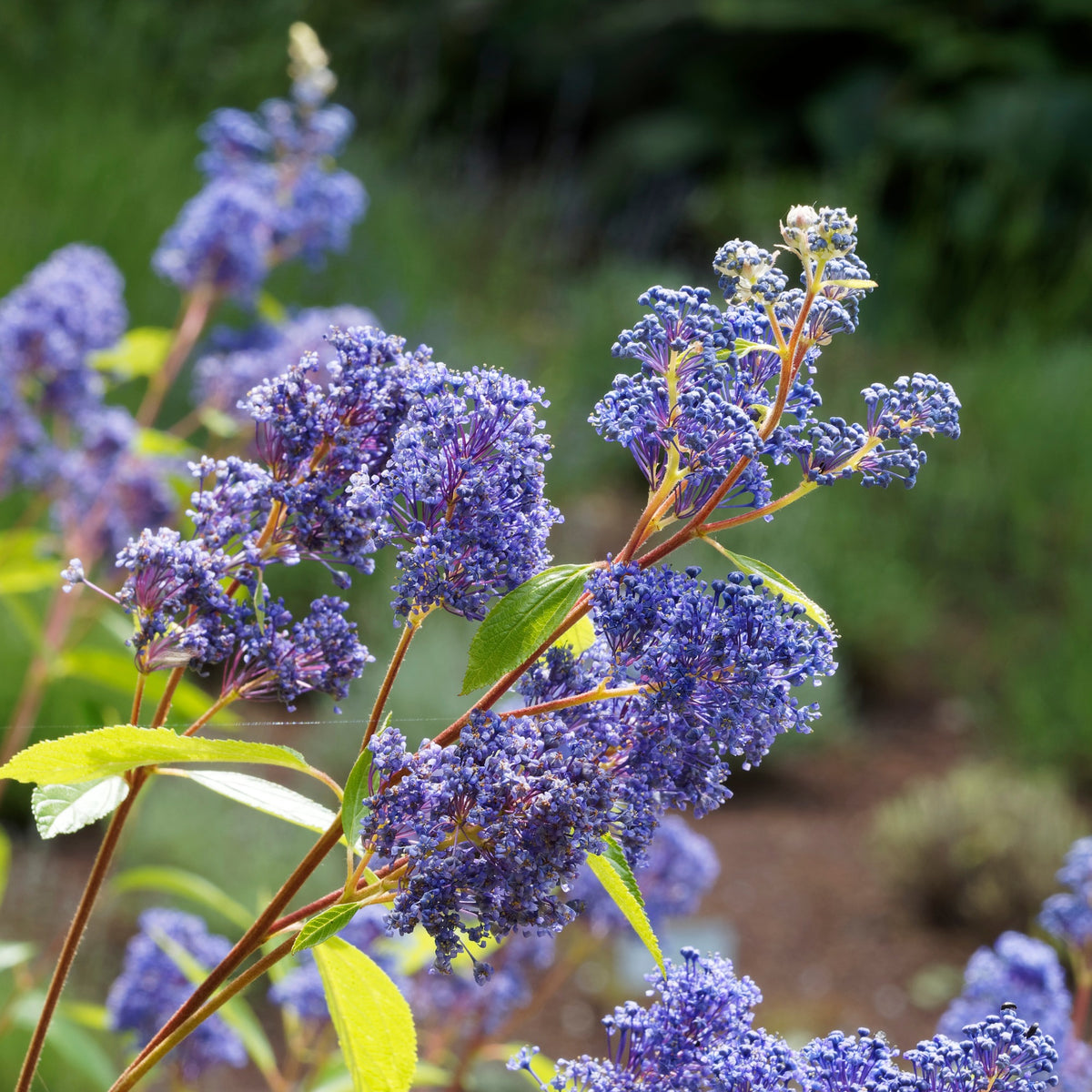 Ceanothus ‘Gloire de Versailles’