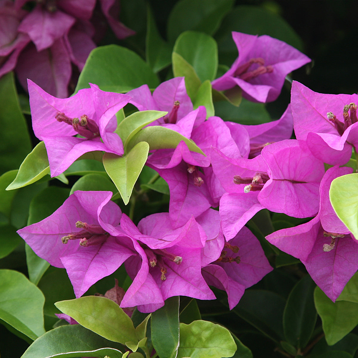 Bougainvillea purple - Drillingsblume violet - Bougainvillea