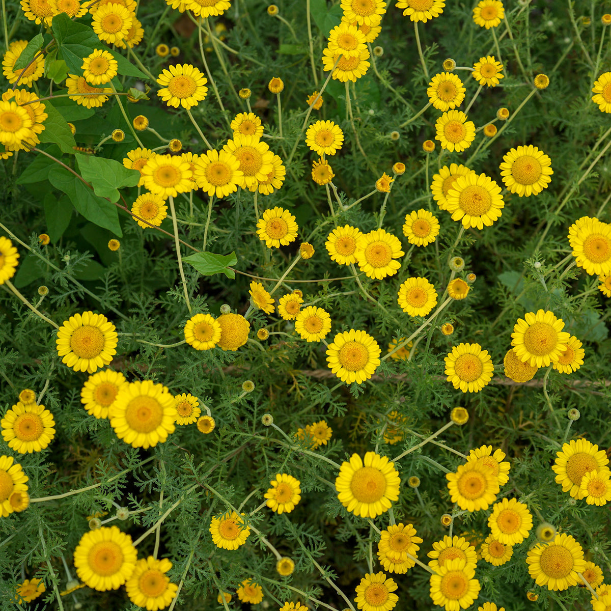 Färberkamille Kelwayi - Anthemis tinctoria kelwayi - Willemse
