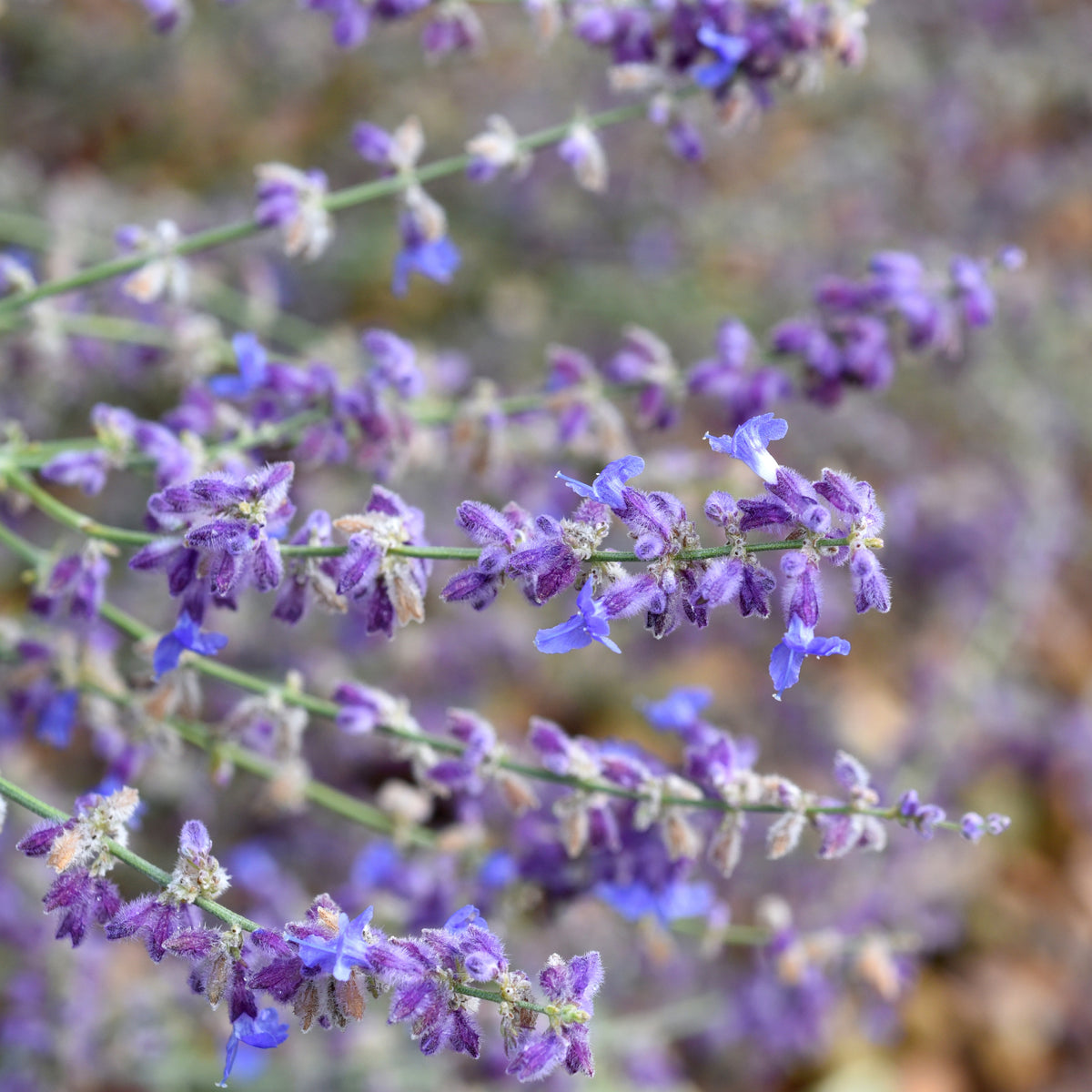 Kleine Blauraute Little Spire ® - Perovskia atriplicifolia 'little spire'