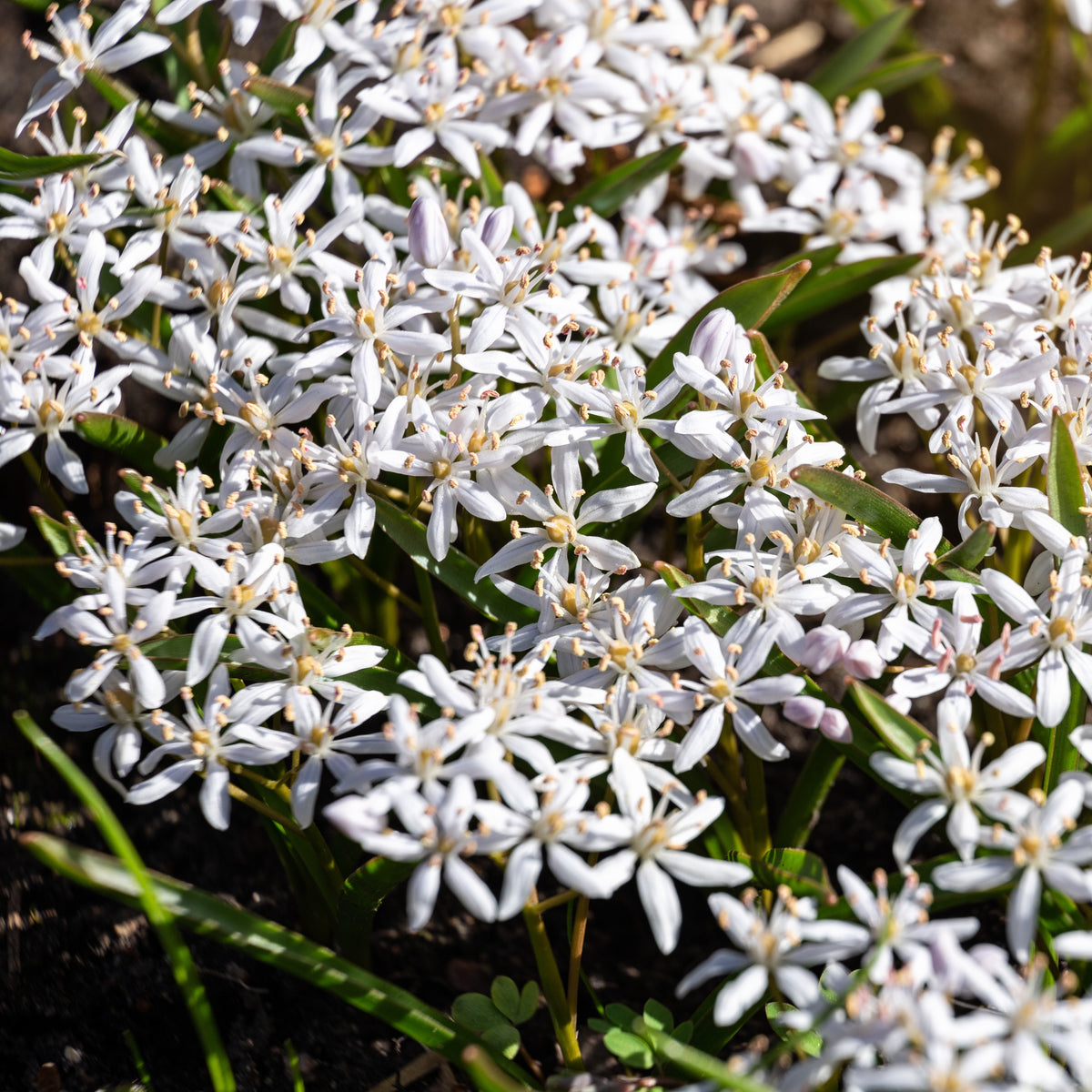 Scilla bifolia rosea - Rosafarbener Zweiblättriger Blaustern (x10) - Frühlingszwiebeln