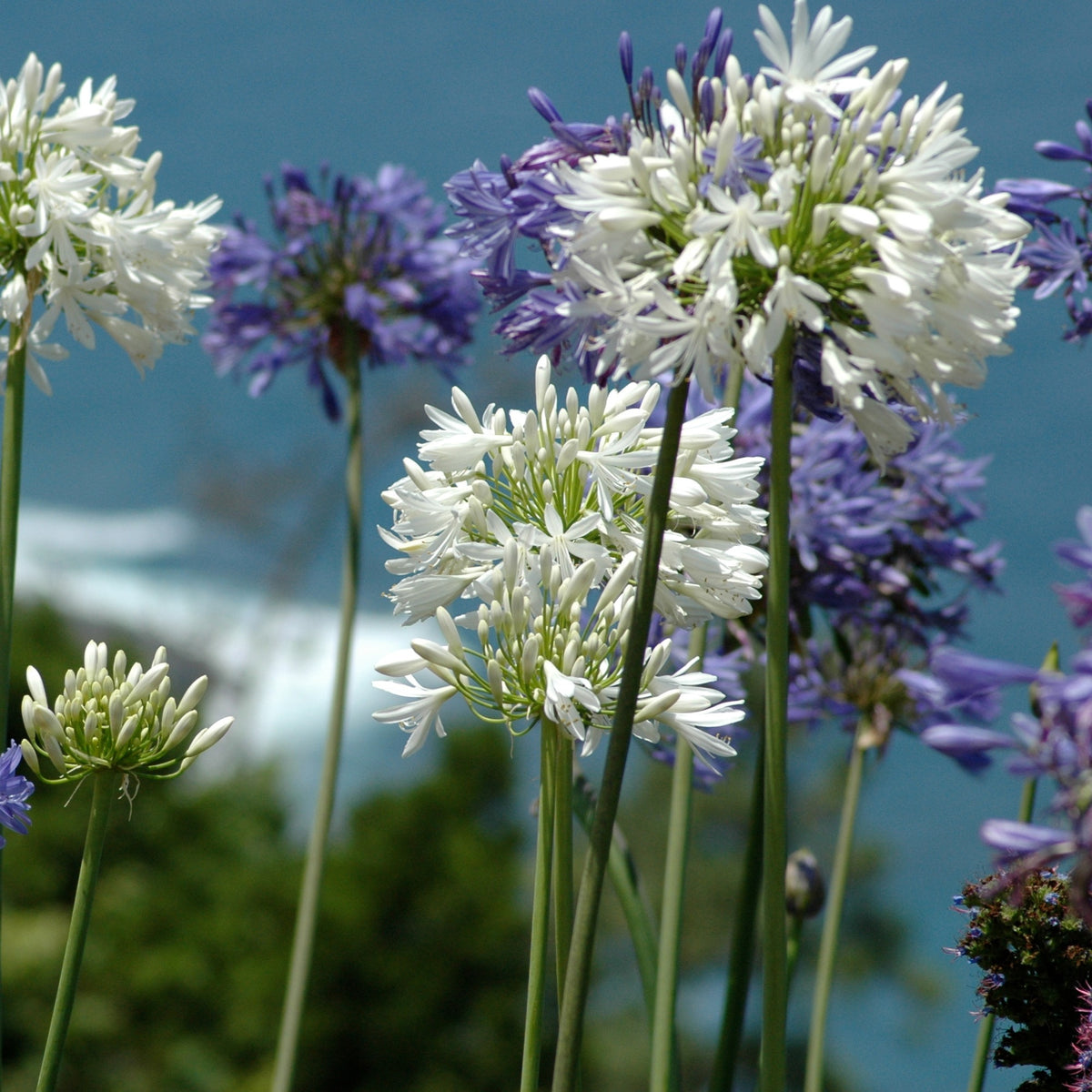 Schmucklilie (x3) - Agapanthus - Willemse