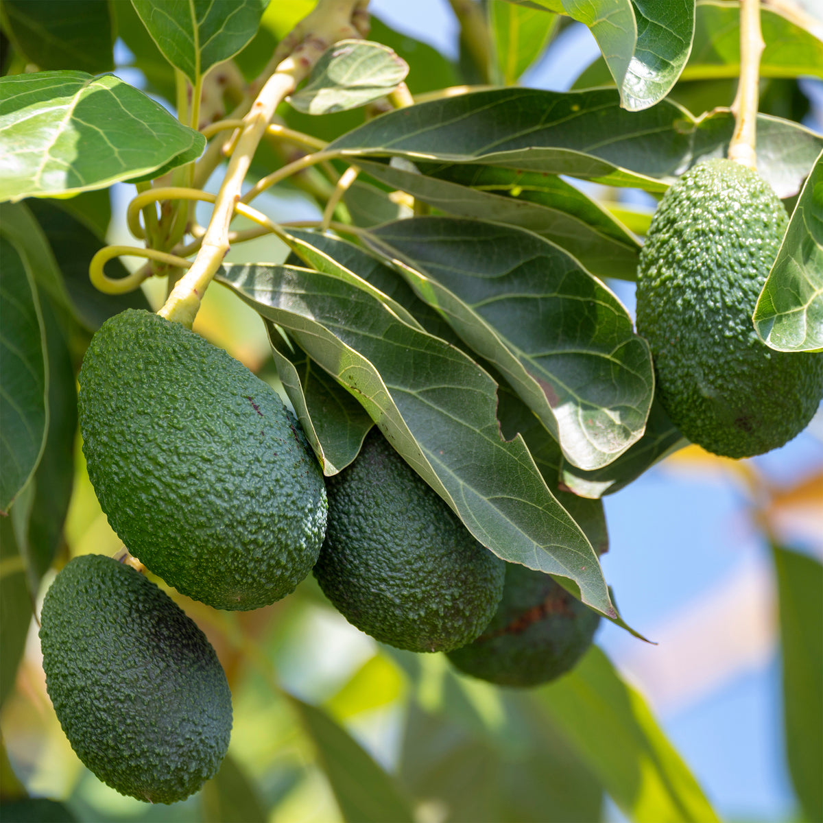 Avocadobaum Bacon - Willemse