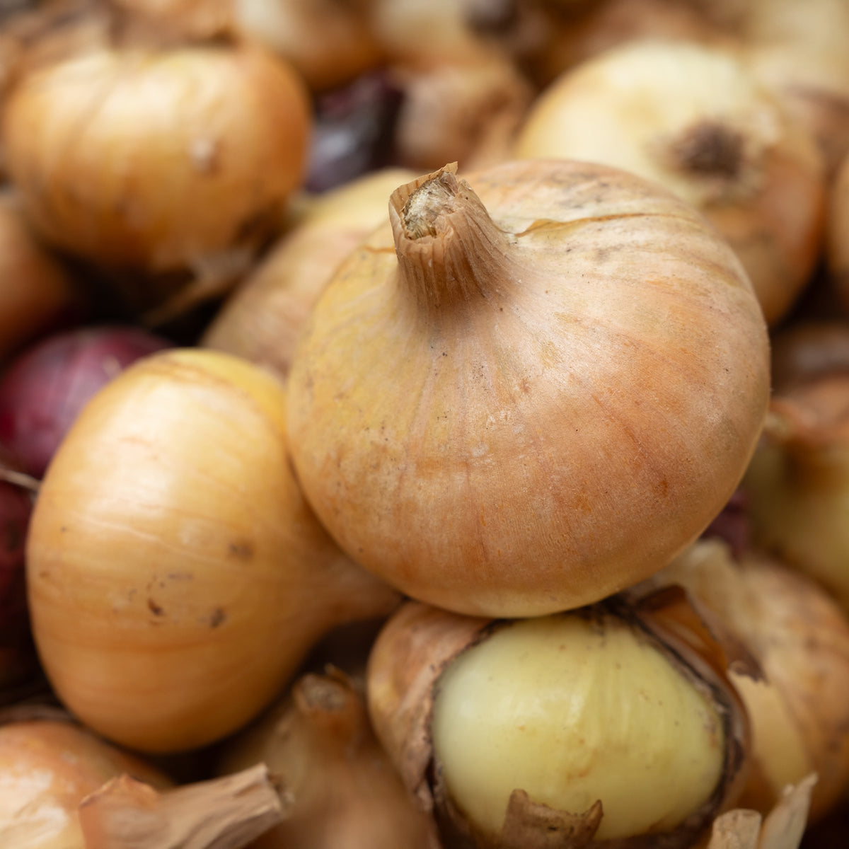 Zwiebel Jaune Paille des Vertus - Willemse