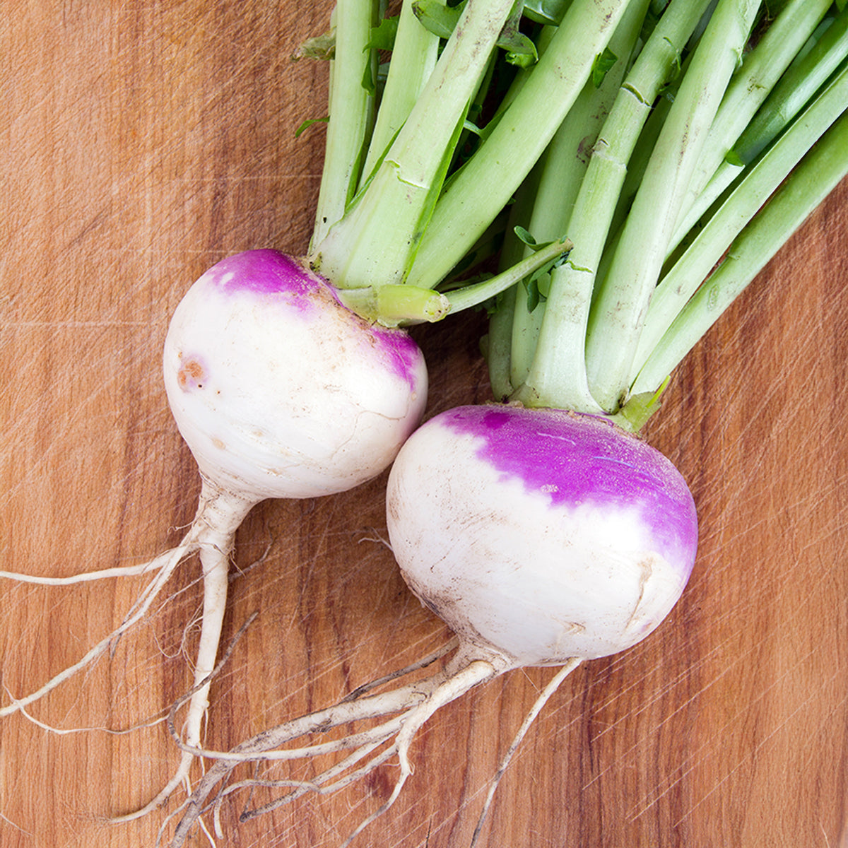 Stängelkohl D'Auvergne Tardive - Willemse