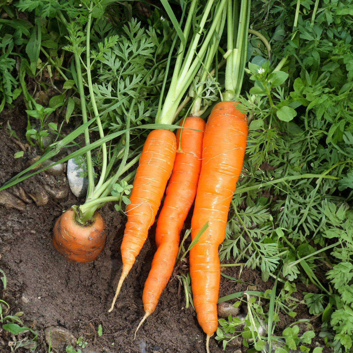 Daucus carota Nantaise améliorée 4 - Karotte Nantaise 4 - Samen für Karotten