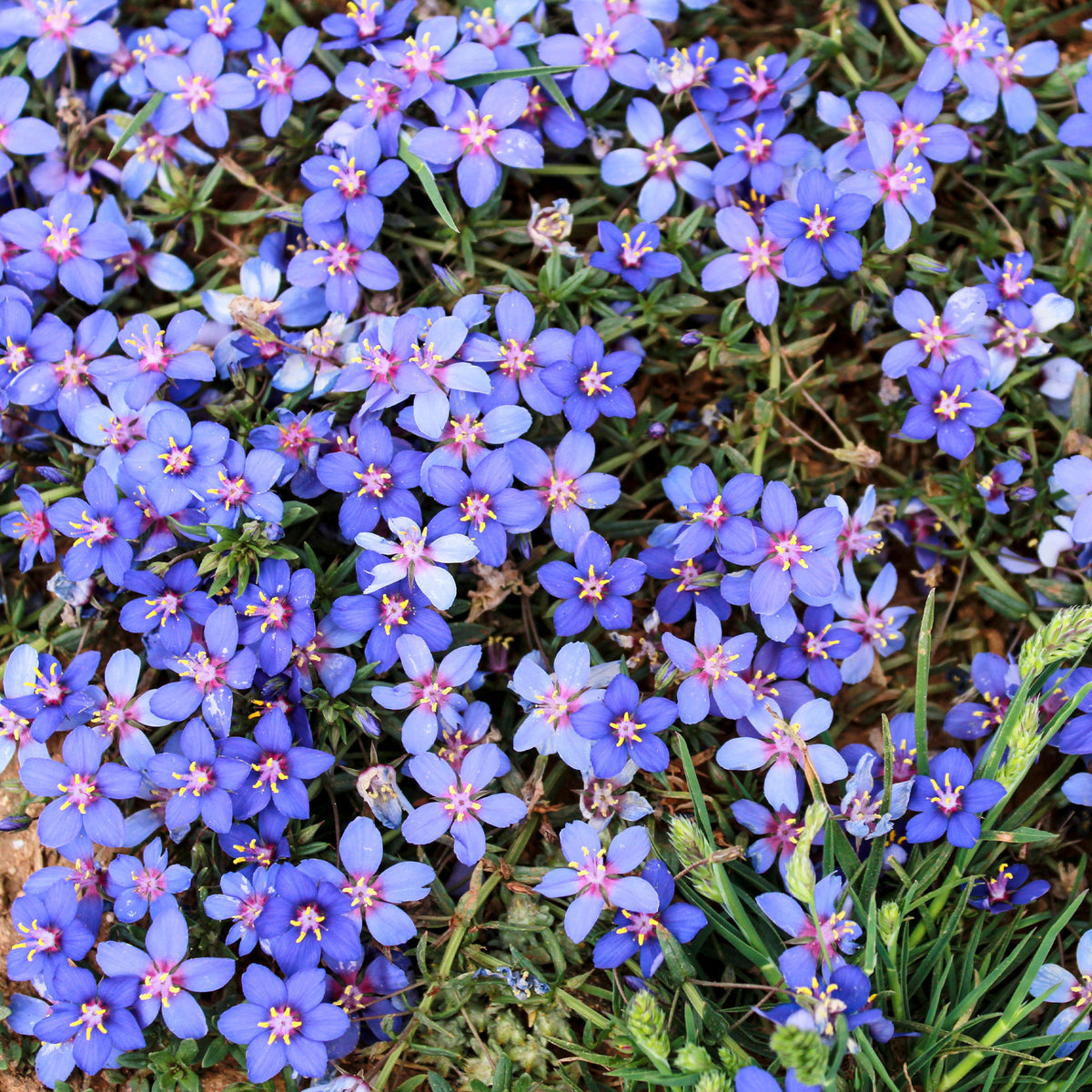 Blaue Anagallis (Linn-Leinkraut) - Anagallis linifolia - Willemse