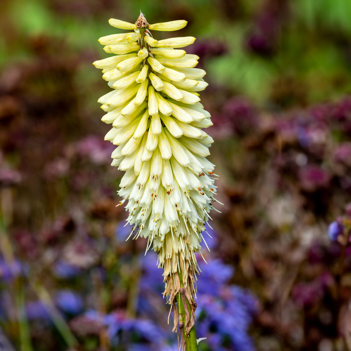 Verkauf Tritoma Ice Queen - Kniphofia Ice Queen