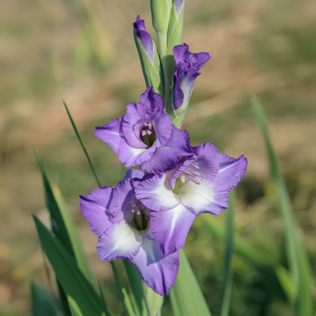 Gladiolen Nori (x25) - Gladiolus nori - Willemse