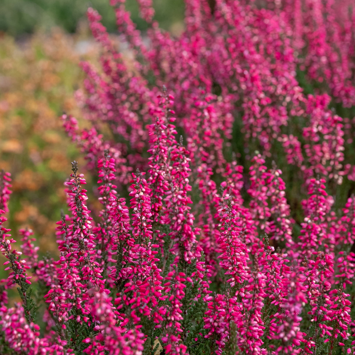 Heidekraut (x3) - Calluna vulgaris - Willemse