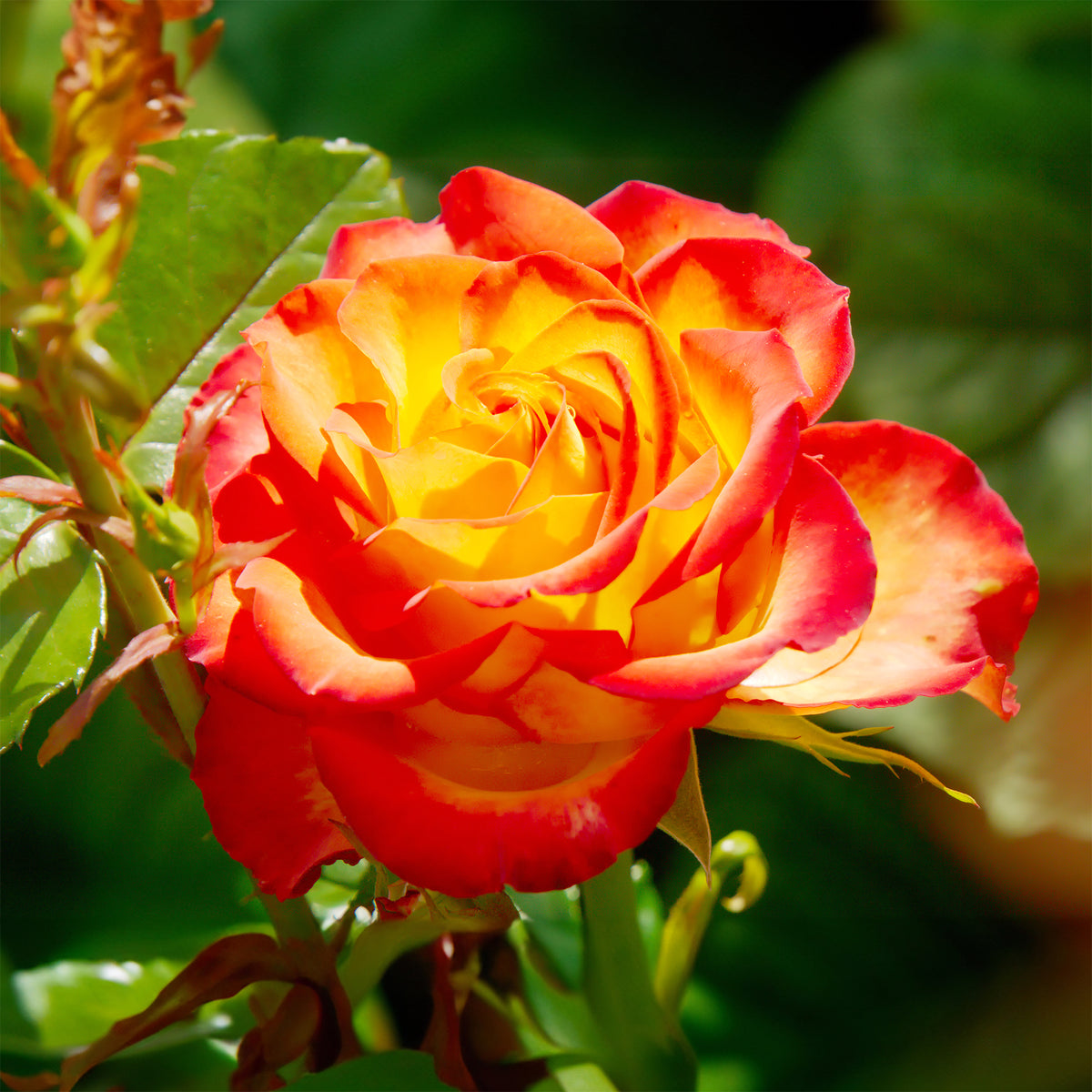 Zweifarbige Strauchrose - Rosa - Willemse