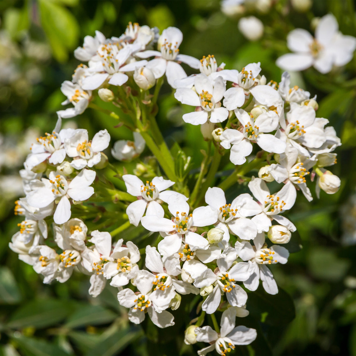 Verkauf Orangenblume - Choisya ternata