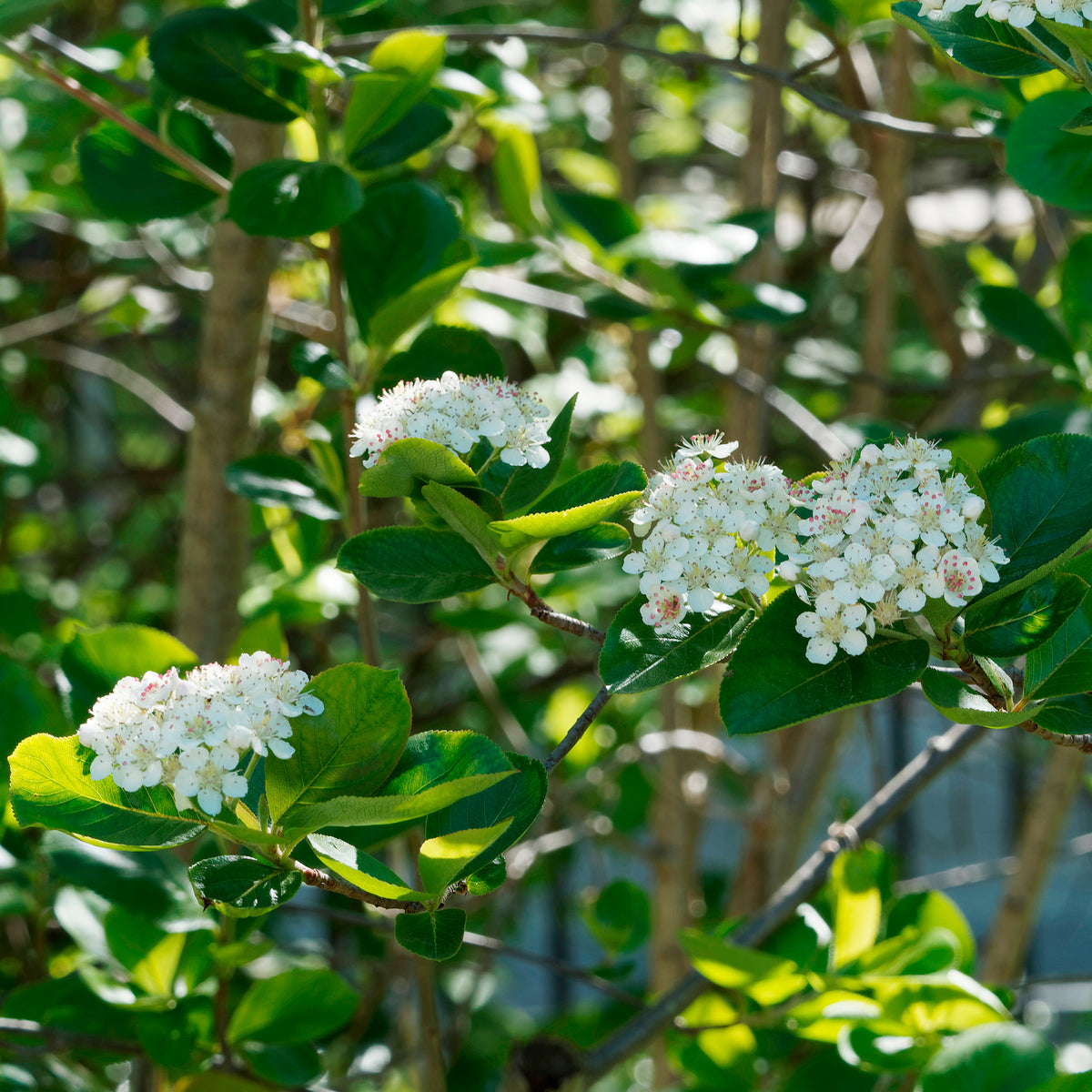 Apfelbeere Viking - Willemse